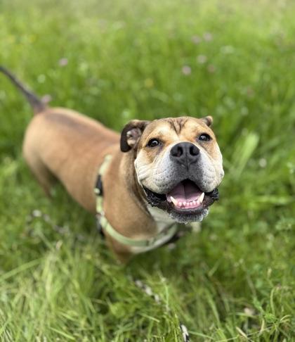 Enlarge Yukon, a Adoptable mixed breed in Burlington, WA image 1/3