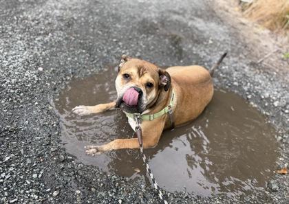 Enlarge Yukon, a Adoptable mixed breed in Burlington, WA image 2/3