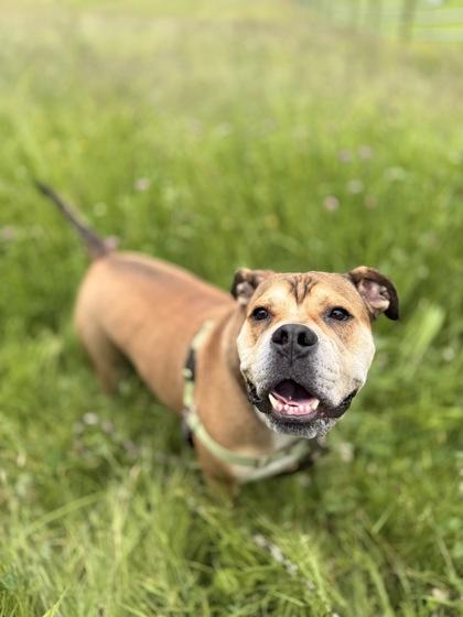 Enlarge Yukon, a Adoptable mixed breed in Burlington, WA image 3/3