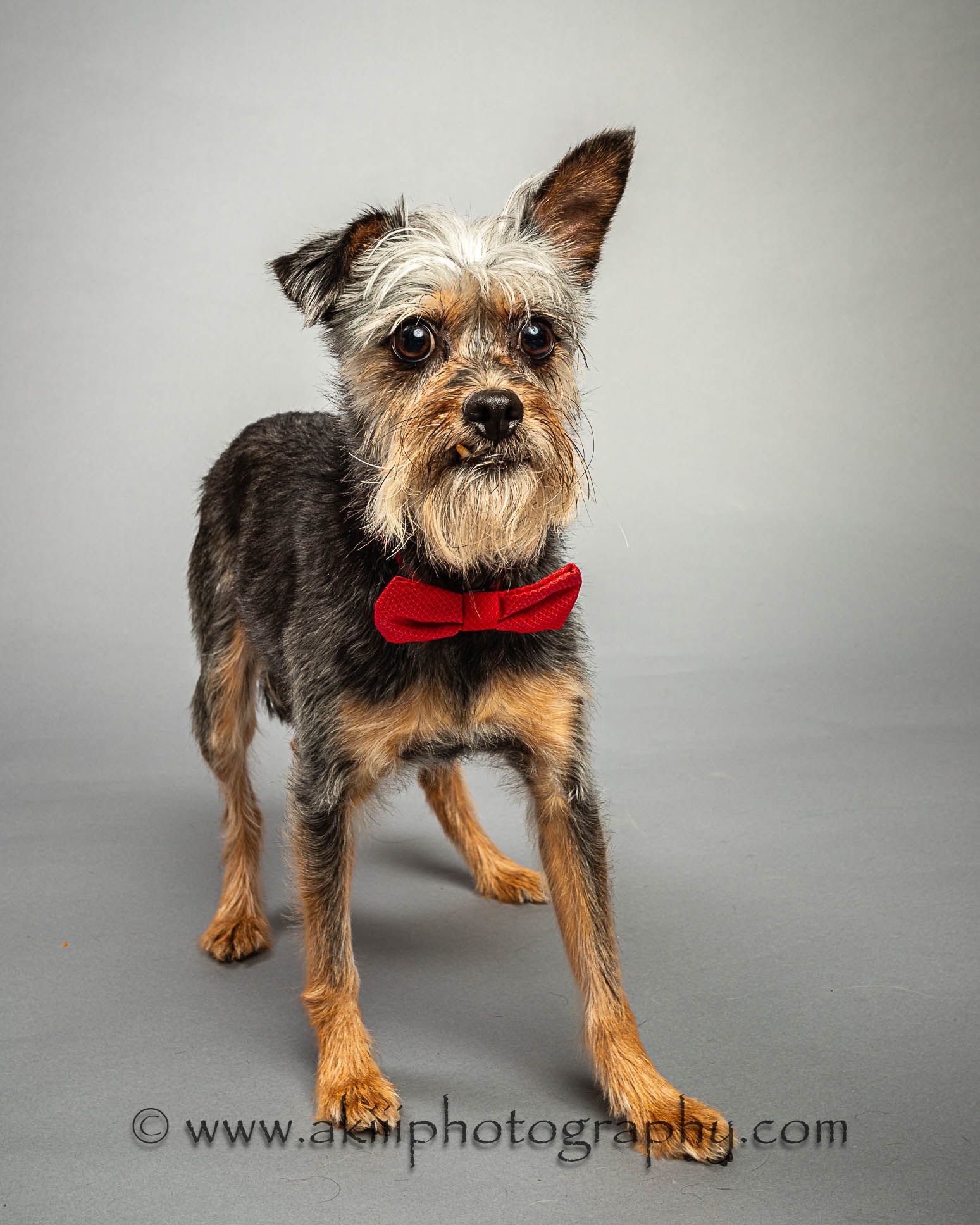 Teddy - Experienced Adopters Needed, Adult Male Chihuahua