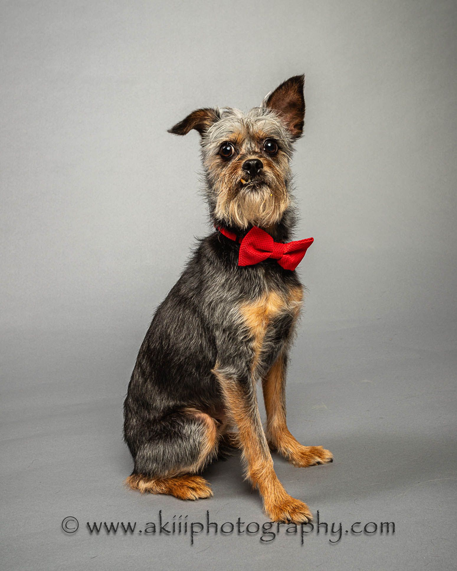 Teddy - Experienced Adopters Needed photo 3
