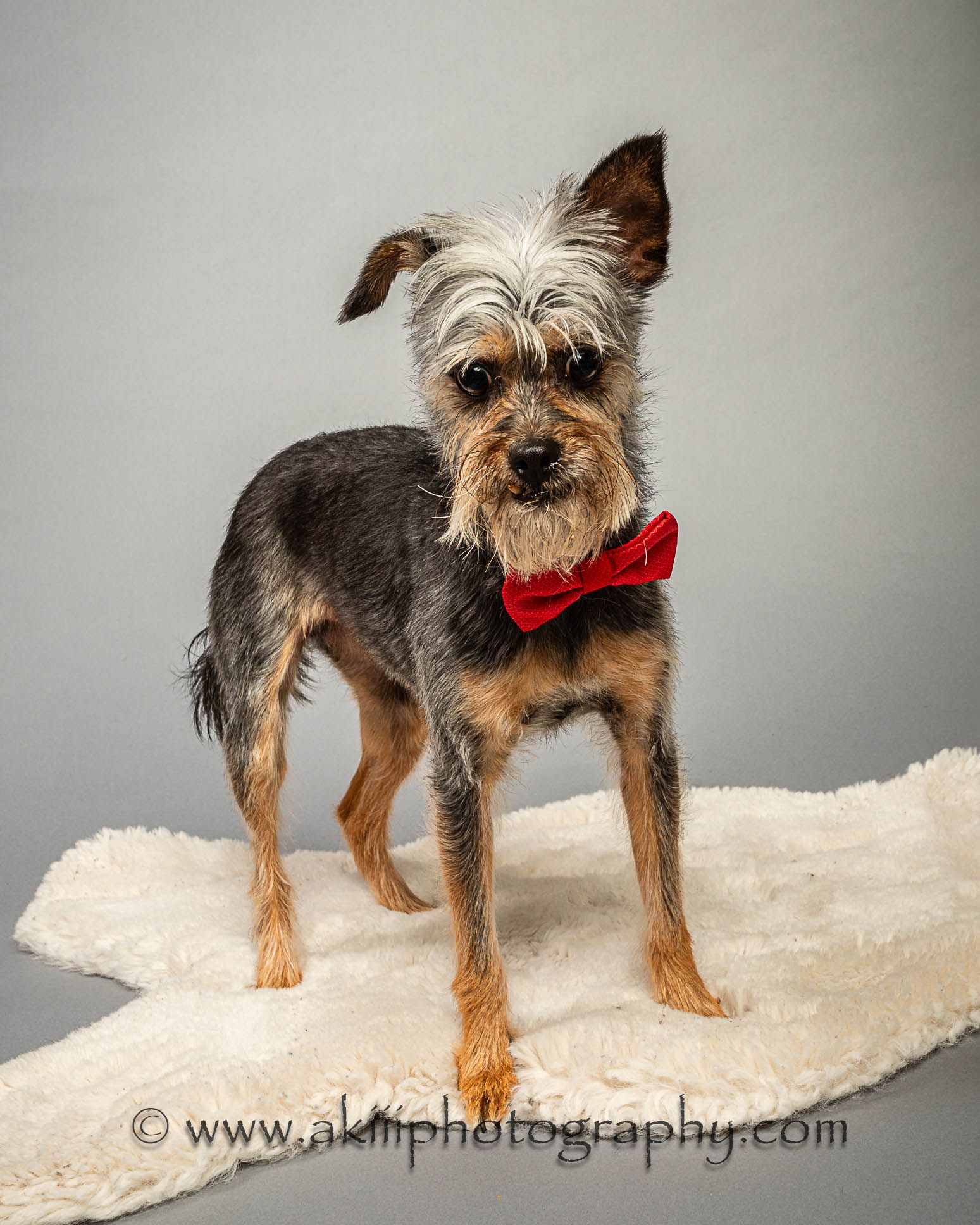 Teddy - Experienced Adopters Needed photo 6