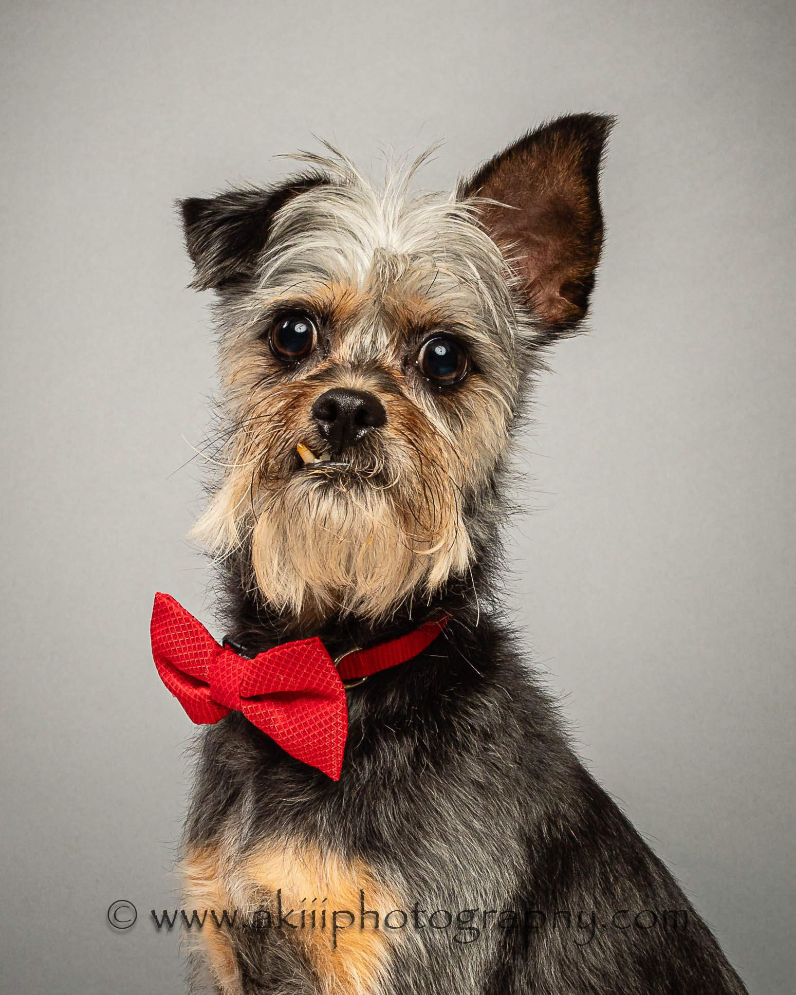 Teddy - Experienced Adopters Needed photo 2