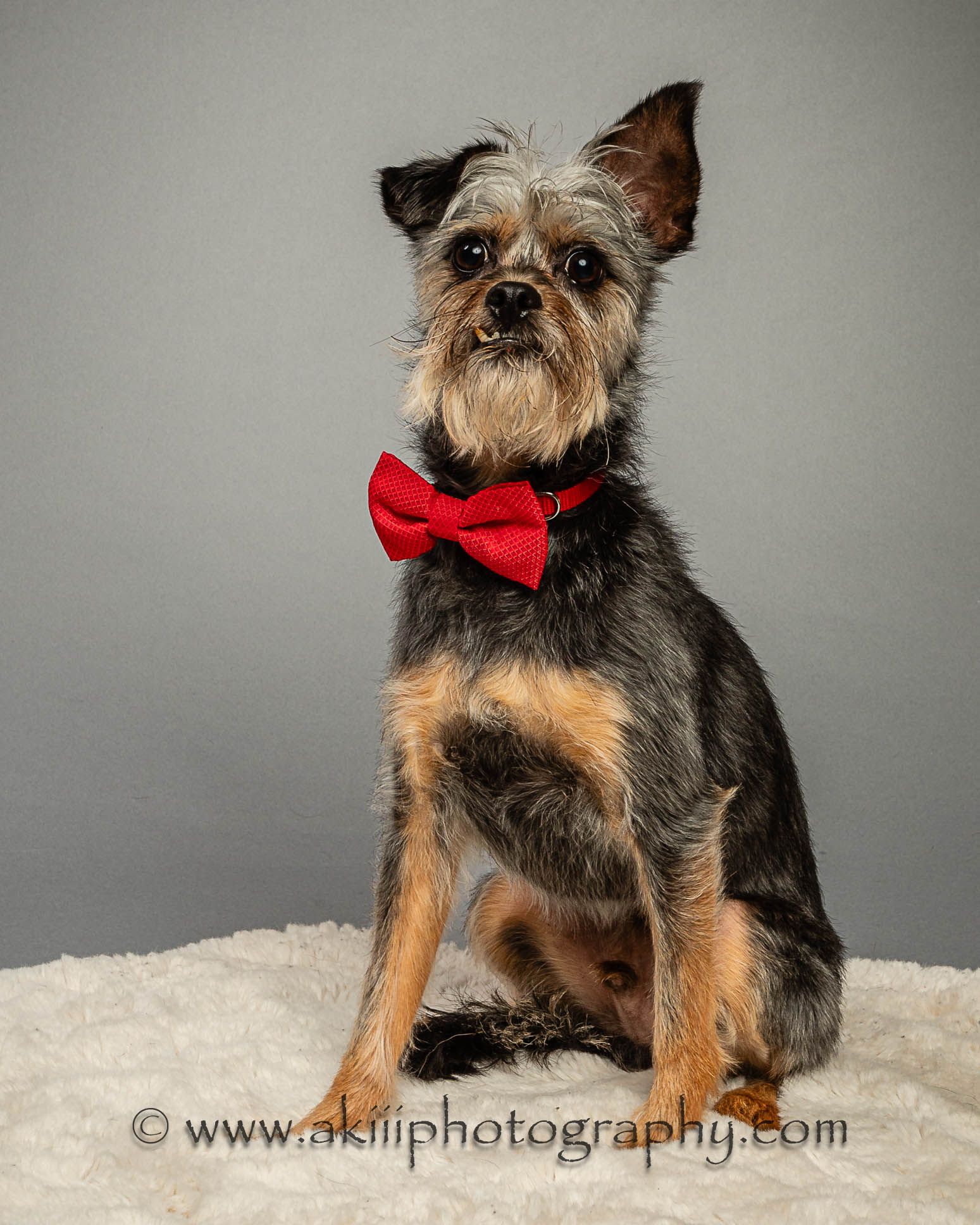 Teddy - Experienced Adopters Needed photo 5