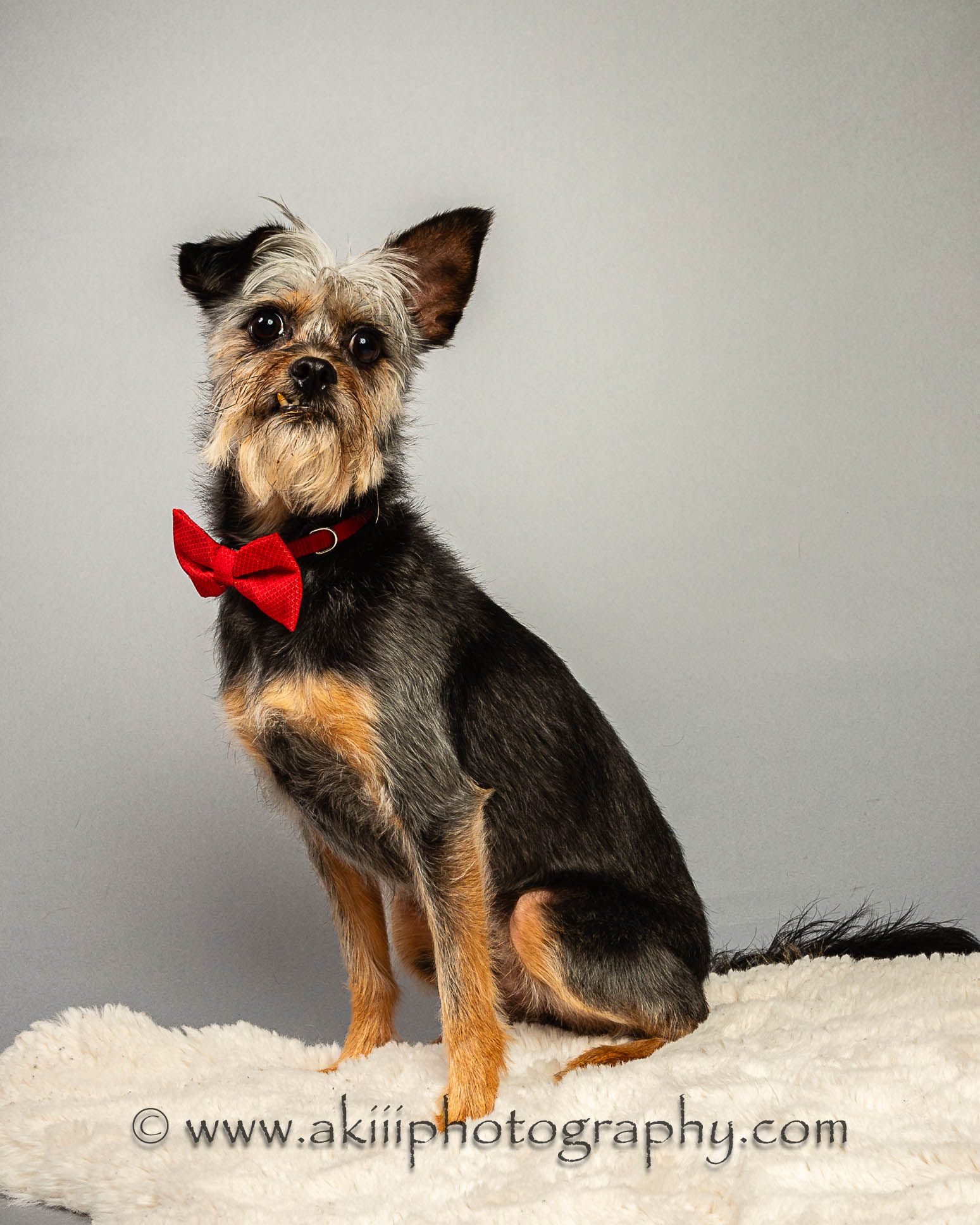 Teddy - Experienced Adopters Needed photo 4