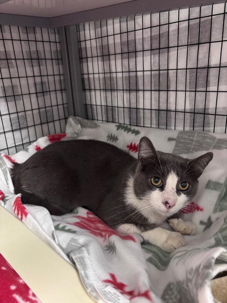 STRAY Cat Found on 10/9/26, Adoptable, Adult Male Domestic Short Hair.