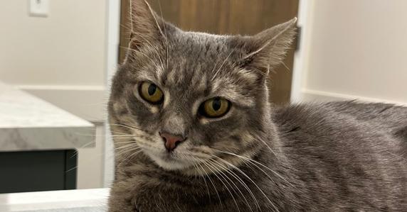 Enlarge Lucy, a Adoptable Domestic Short Hair in O'Fallon, MO image 1/1