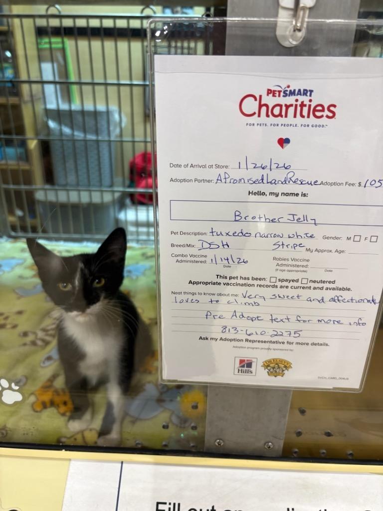 Jelly, Adoptable, Kitten Male Domestic Short Hair.