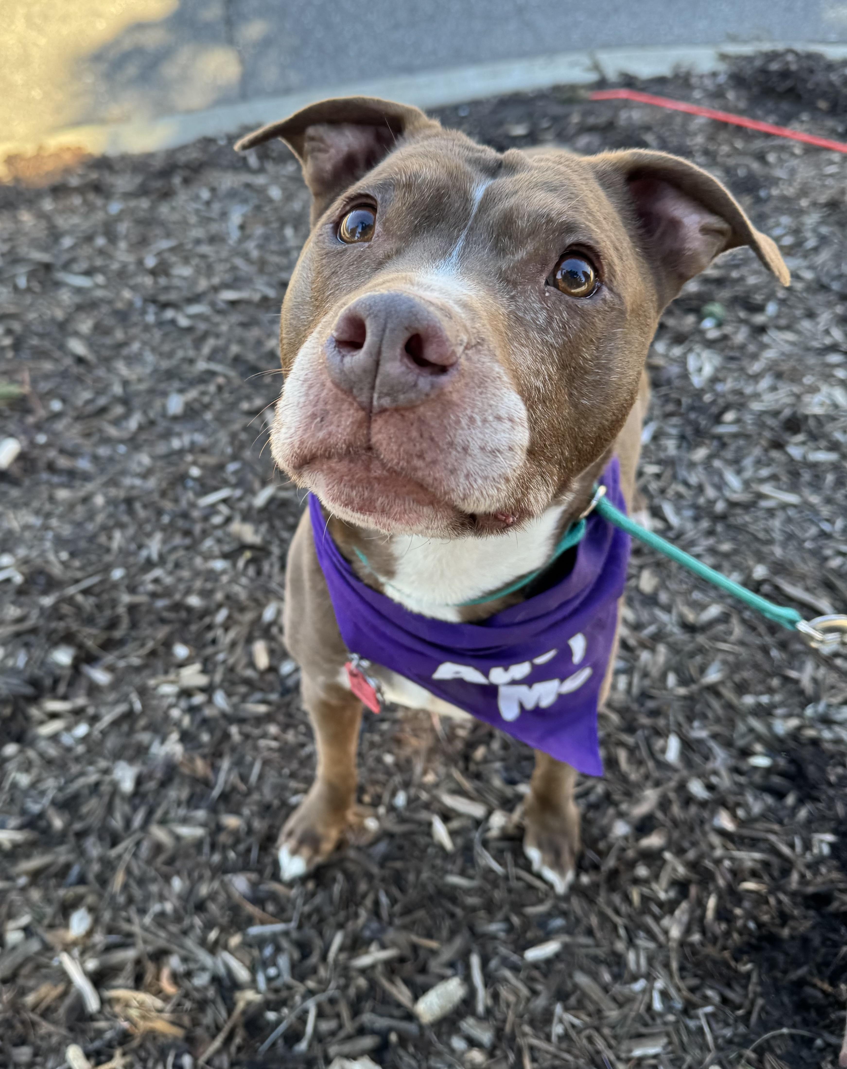 Enlarge Vinnie, a ADOPTABLE mixed breed in Detroit, MI image 2/6