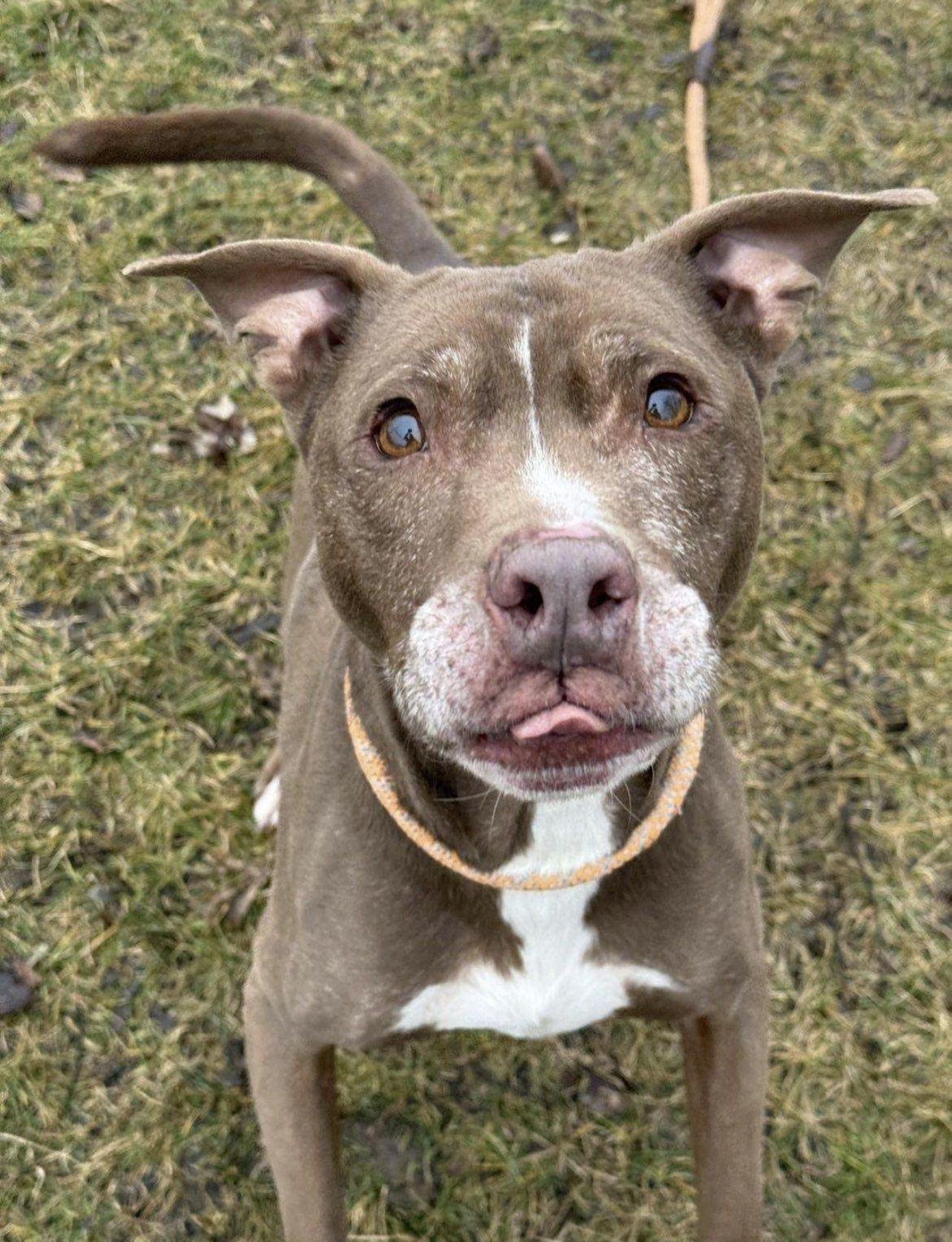 Vinnie, a ADOPTABLE mixed breed in Detroit, MI image 3/3