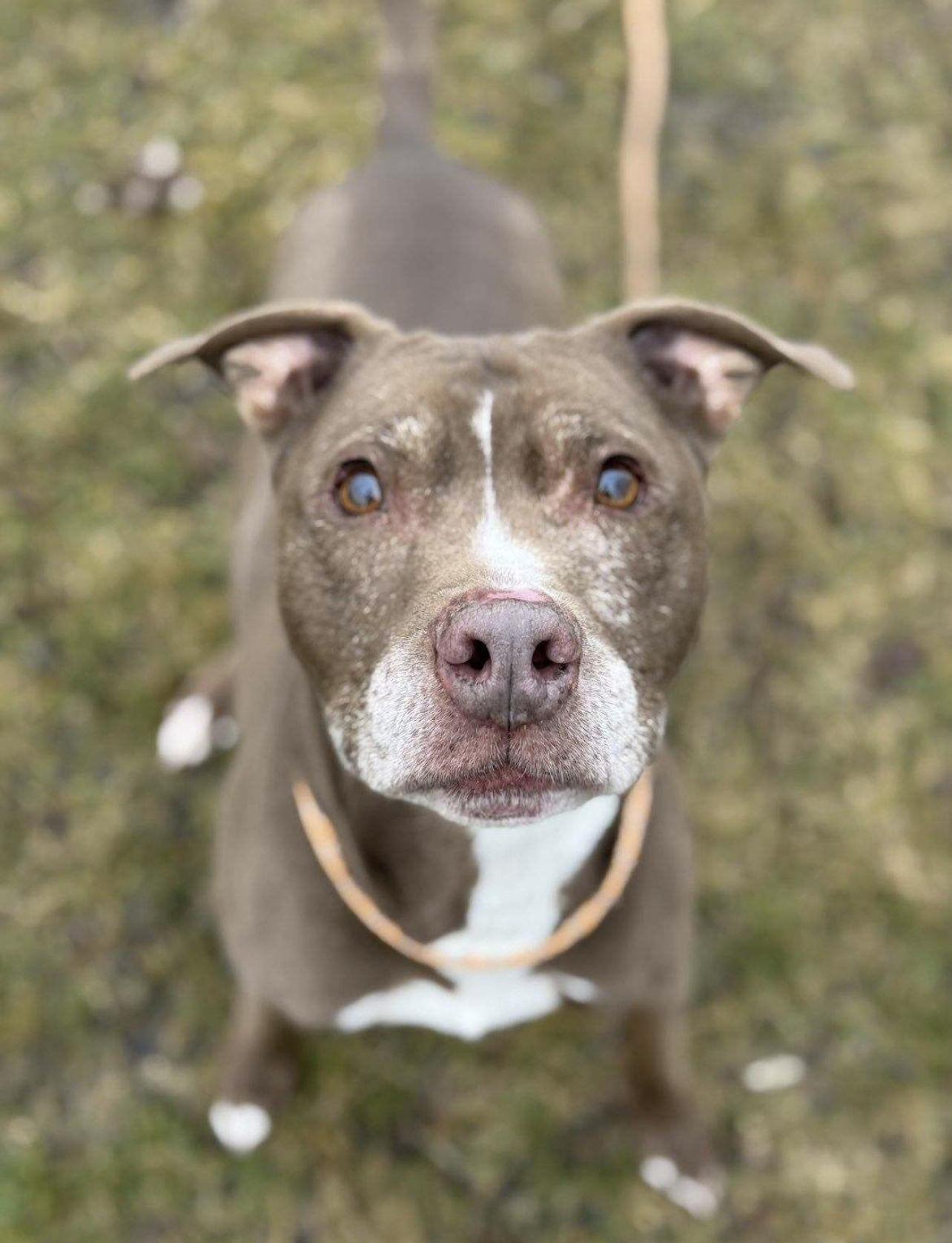 Vinnie, a ADOPTABLE mixed breed in Detroit, MI image 1/3