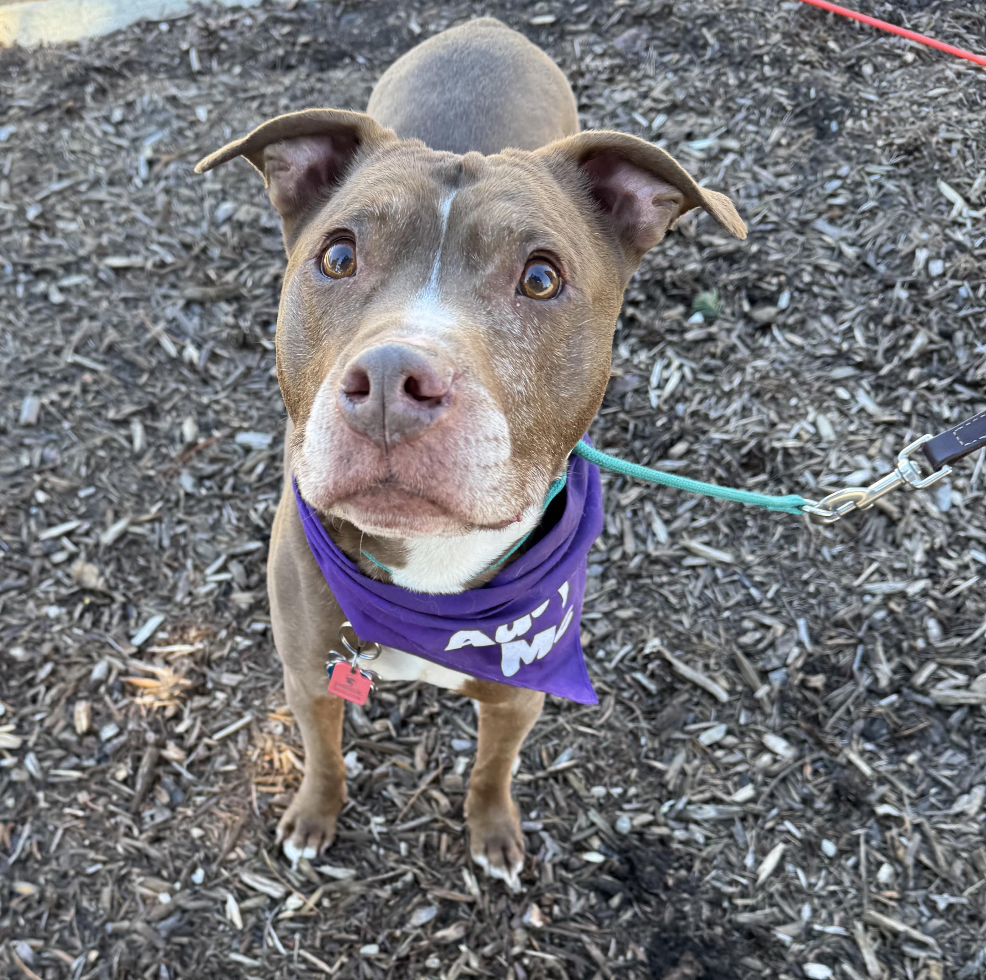 Enlarge Vinnie, a ADOPTABLE mixed breed in Detroit, MI image 4/6