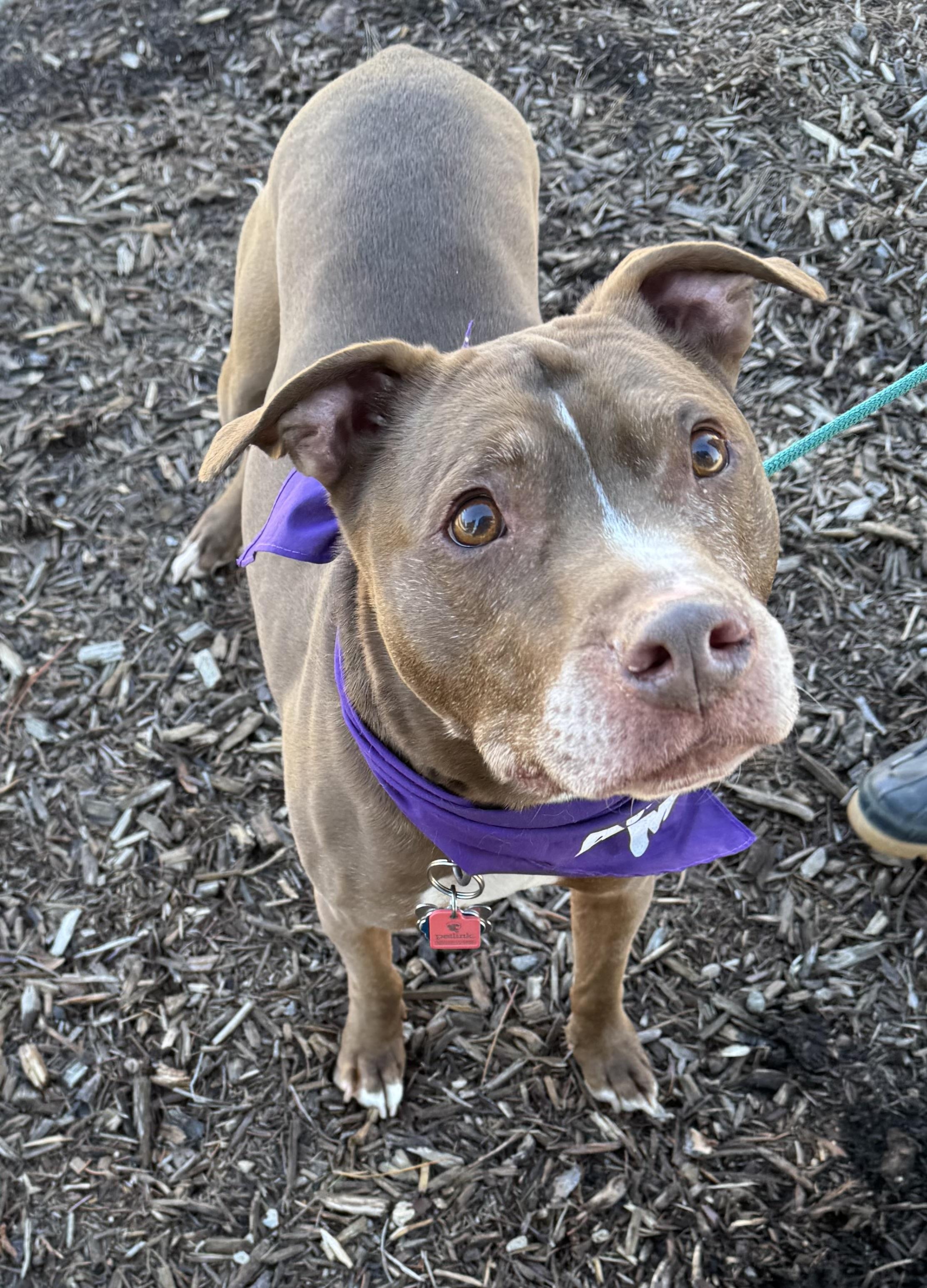Enlarge Vinnie, a ADOPTABLE mixed breed in Detroit, MI image 5/6