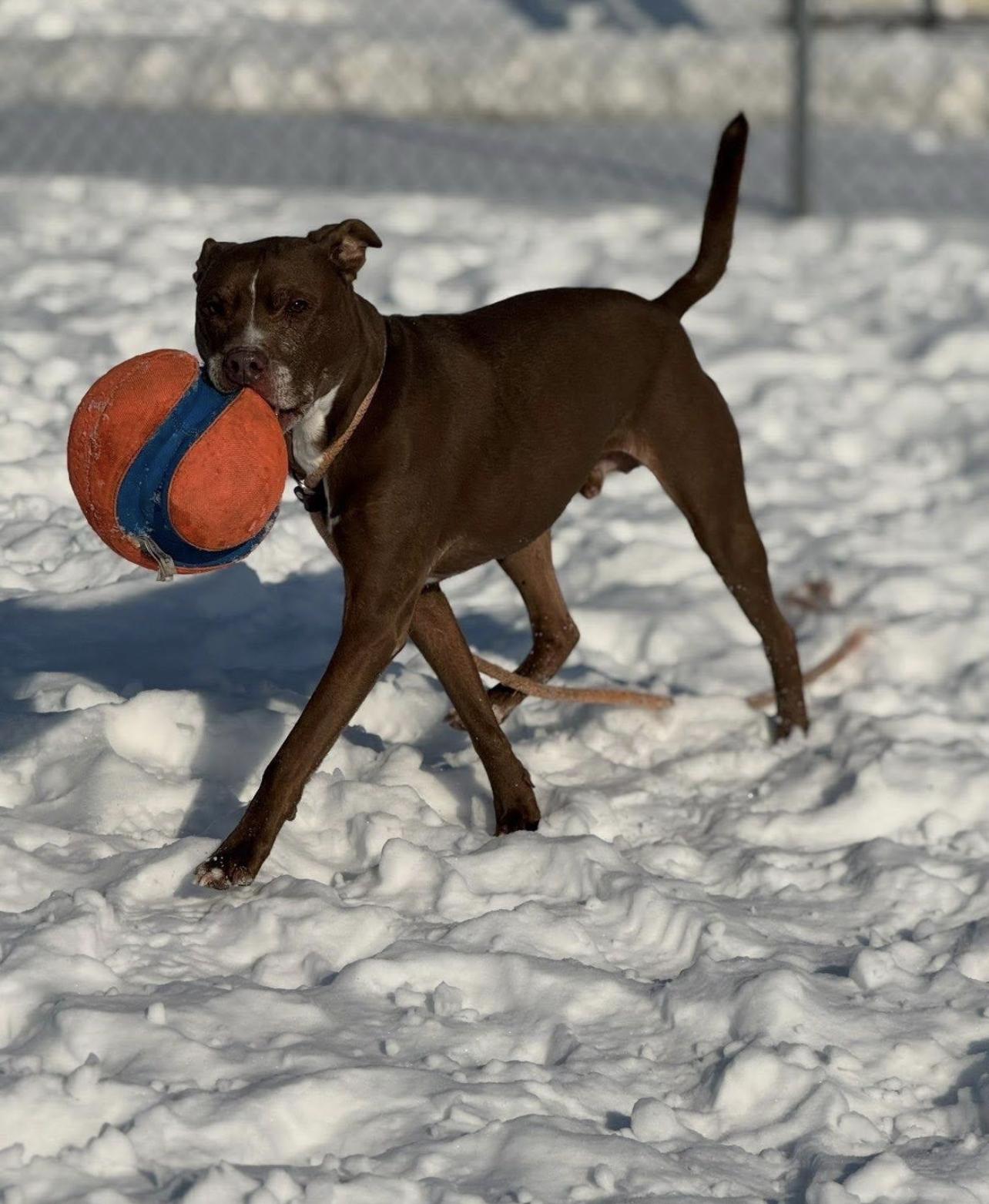 Vinnie, a ADOPTABLE mixed breed in Detroit, MI image 2/3
