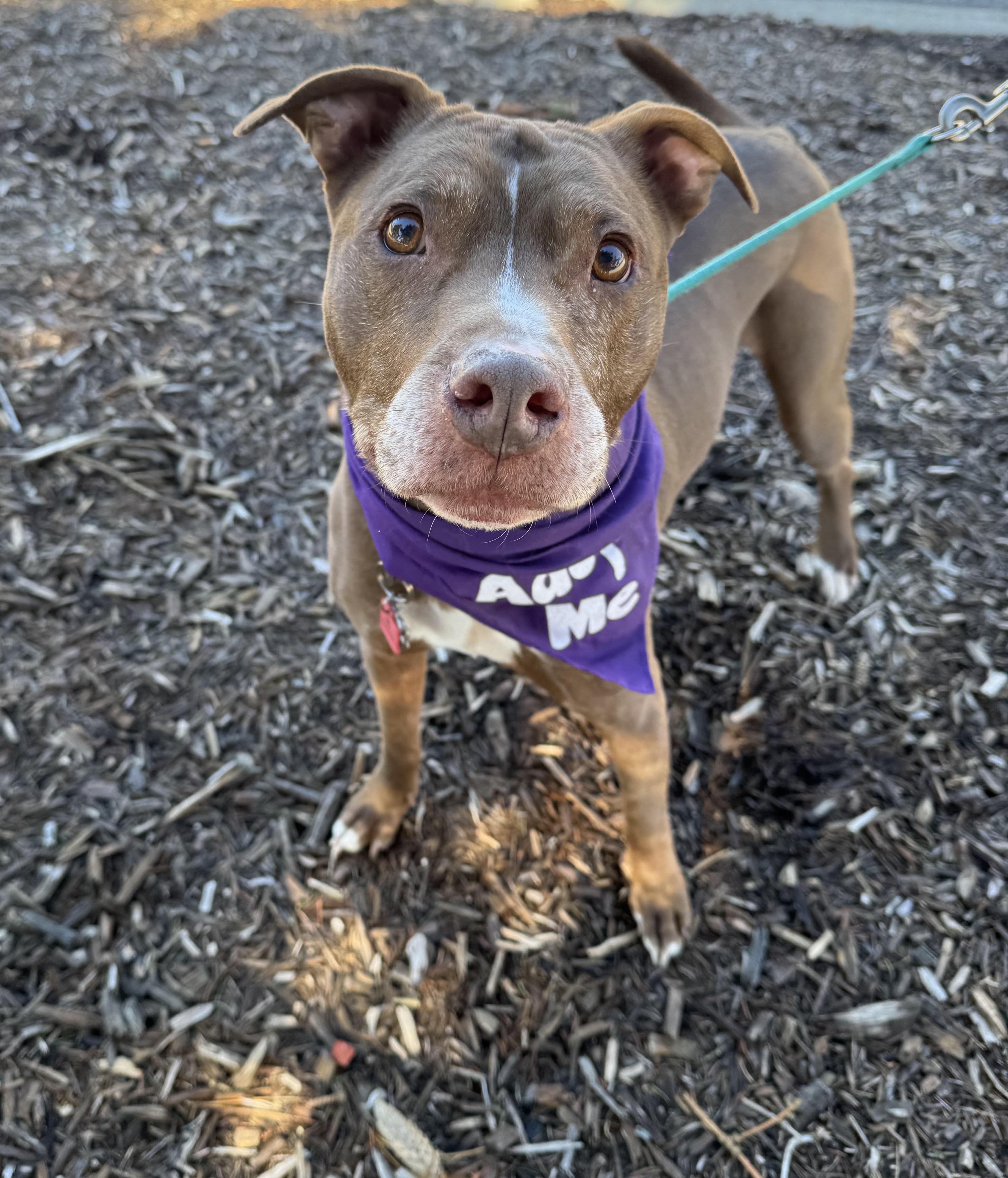 Vinnie, ADOPTABLE, Senior Male Terrier.