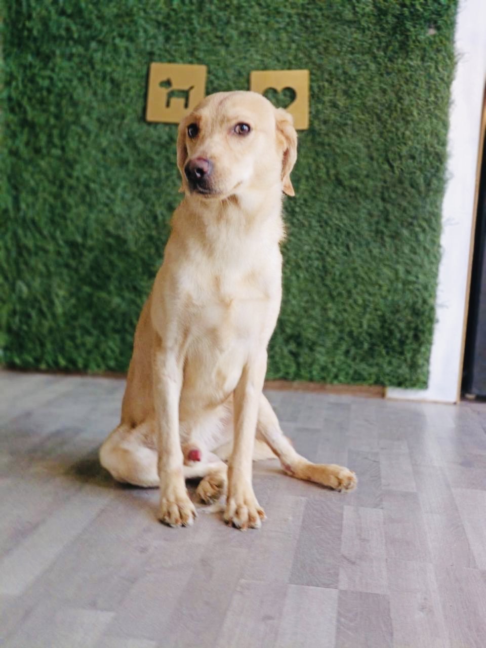 Coronel