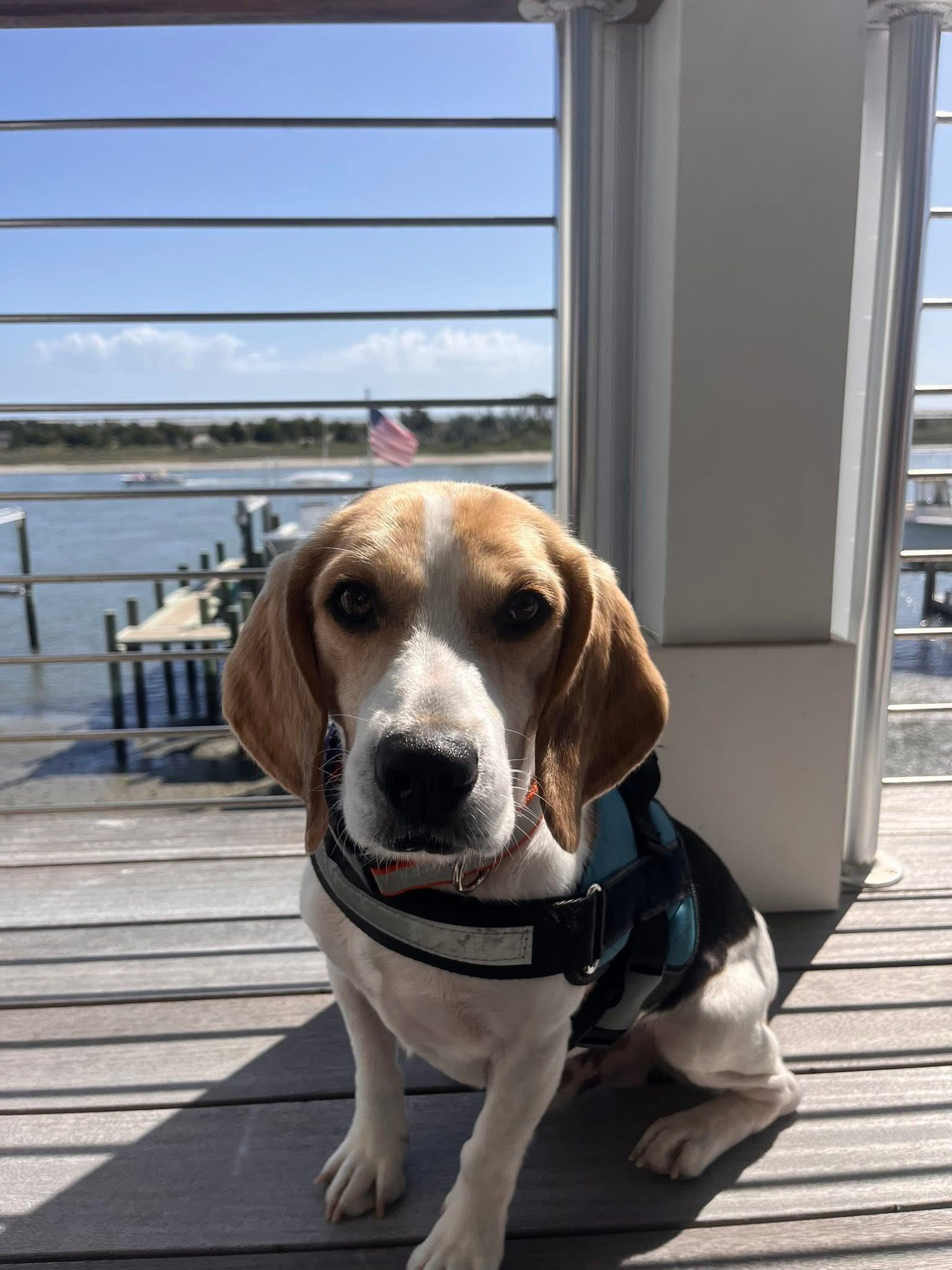 Enlarge Pretzel , a ADOPTABLE Beagle in Blanch, NC image 4/4