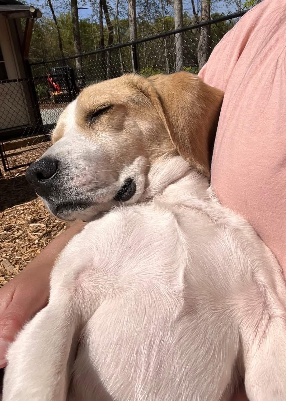Enlarge Pretzel , a ADOPTABLE Beagle in Blanch, NC image 2/4