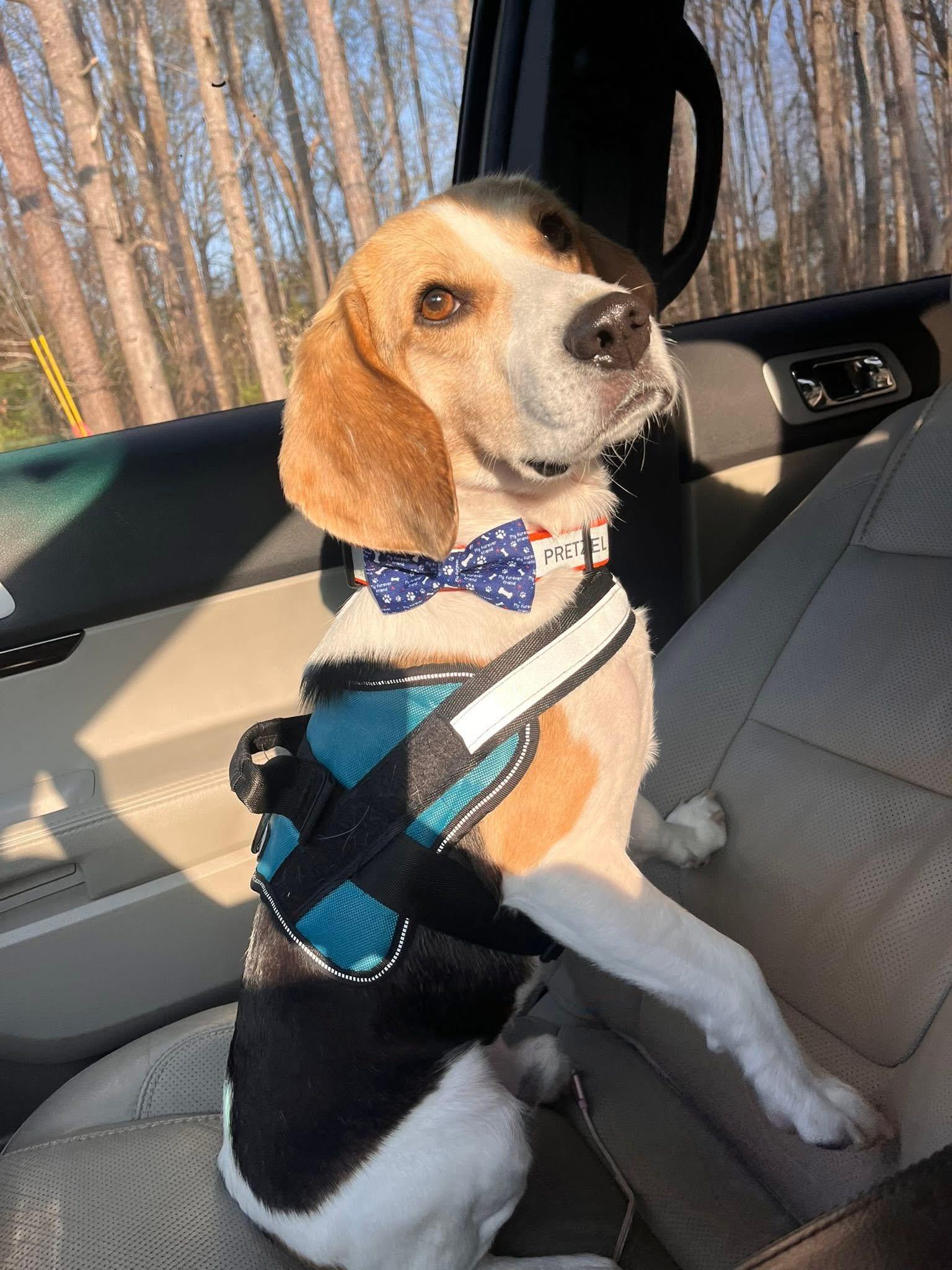 Enlarge Pretzel , a ADOPTABLE Beagle in Blanch, NC image 3/4