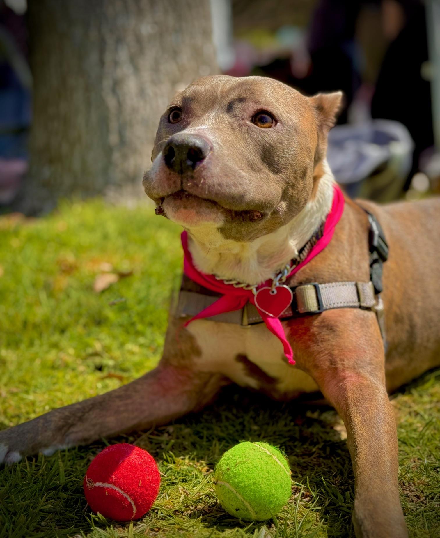 Enlarge Bella *COURTESY POST*, a Adoptable Pit Bull Terrier in Los Angeles, CA image 4/5