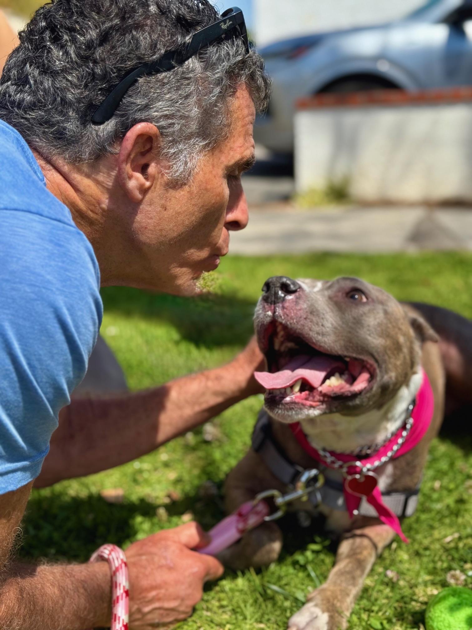 Enlarge Bella *COURTESY POST*, a Adoptable Pit Bull Terrier in Los Angeles, CA image 5/5