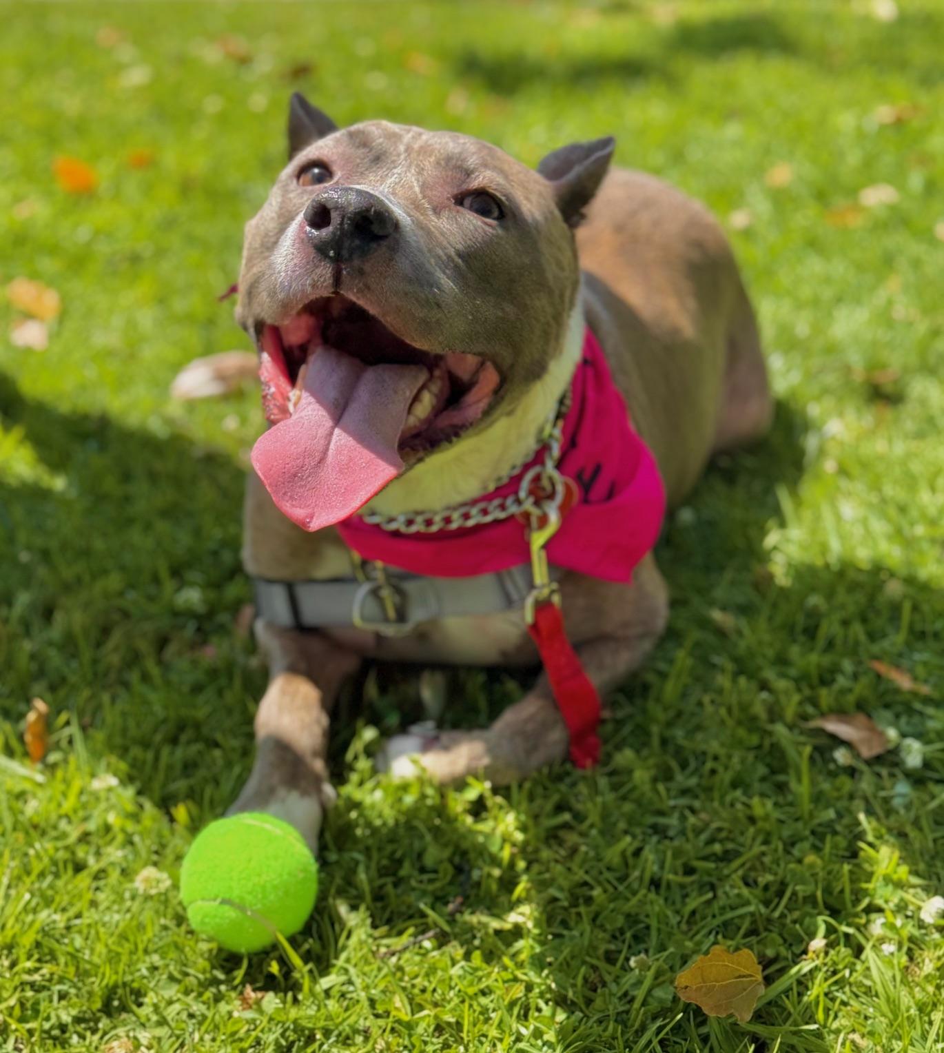 Enlarge Bella *COURTESY POST*, a Adoptable Pit Bull Terrier in Los Angeles, CA image 2/5