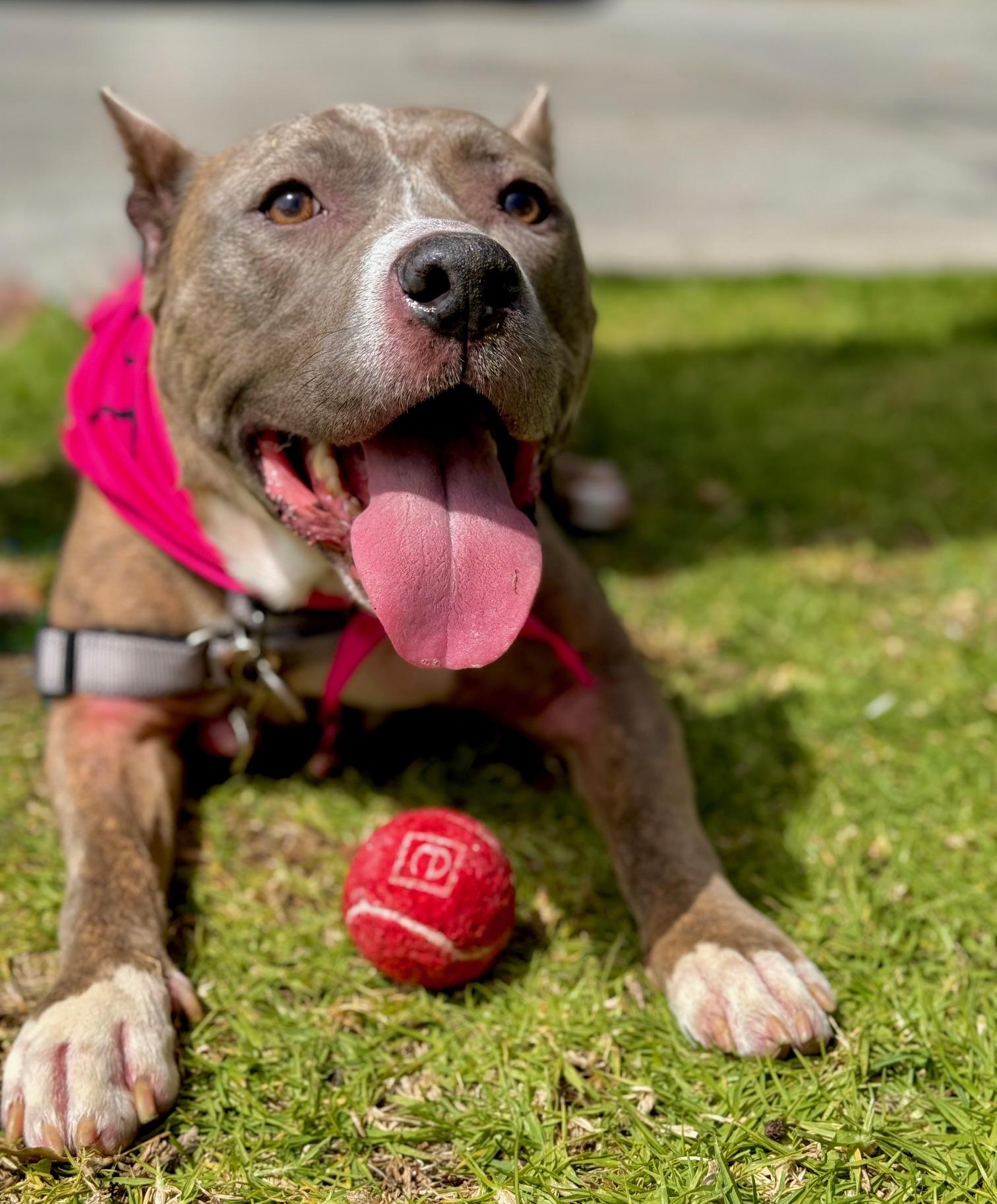 Enlarge Bella *COURTESY POST*, a Adoptable Pit Bull Terrier in Los Angeles, CA image 1/5