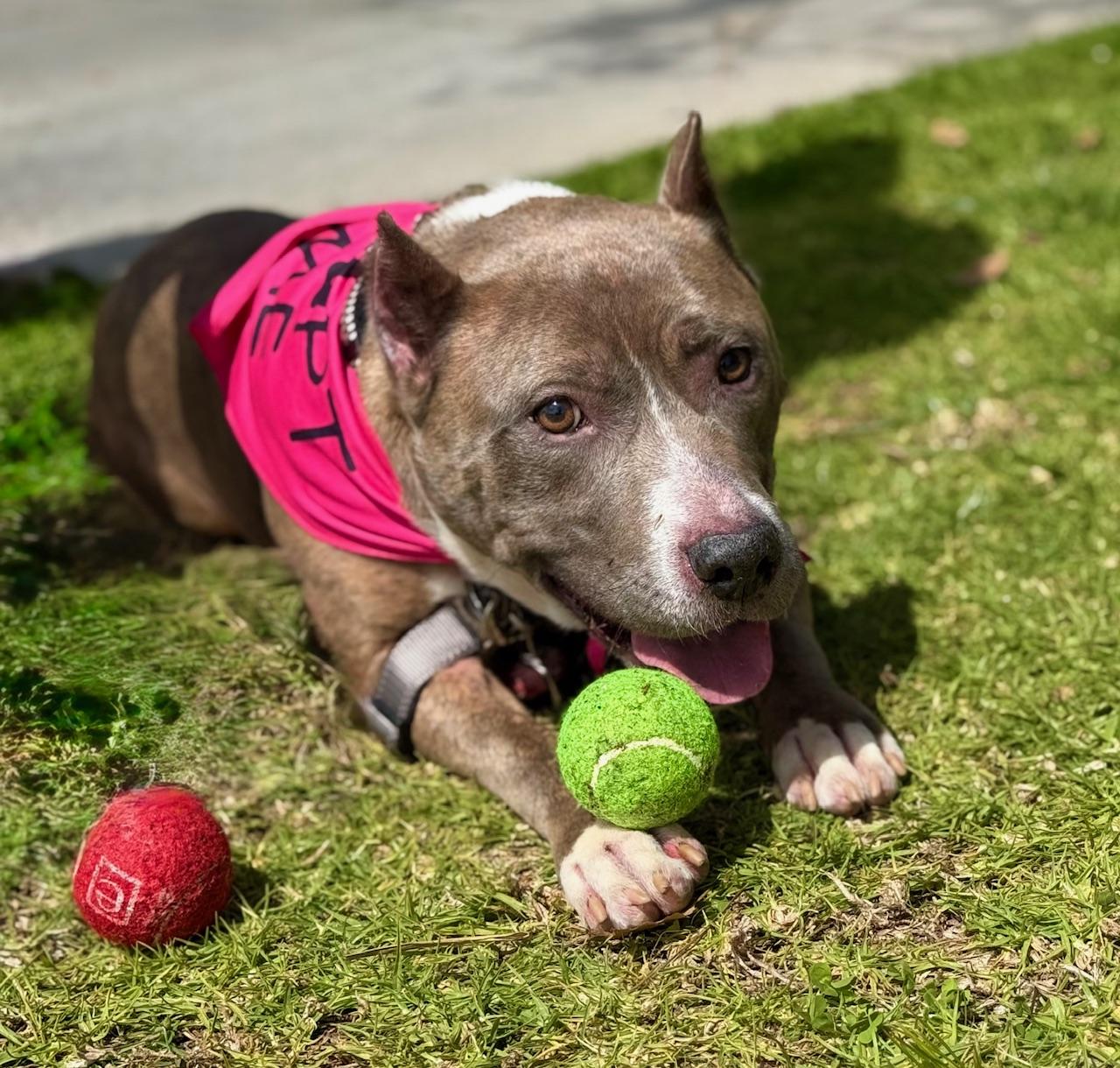 Enlarge Bella *COURTESY POST*, a Adoptable Pit Bull Terrier in Los Angeles, CA image 3/5