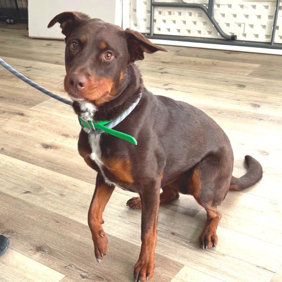 Enlarge Coco, a Adoptable mixed breed in Idaho Falls, ID image 1/6
