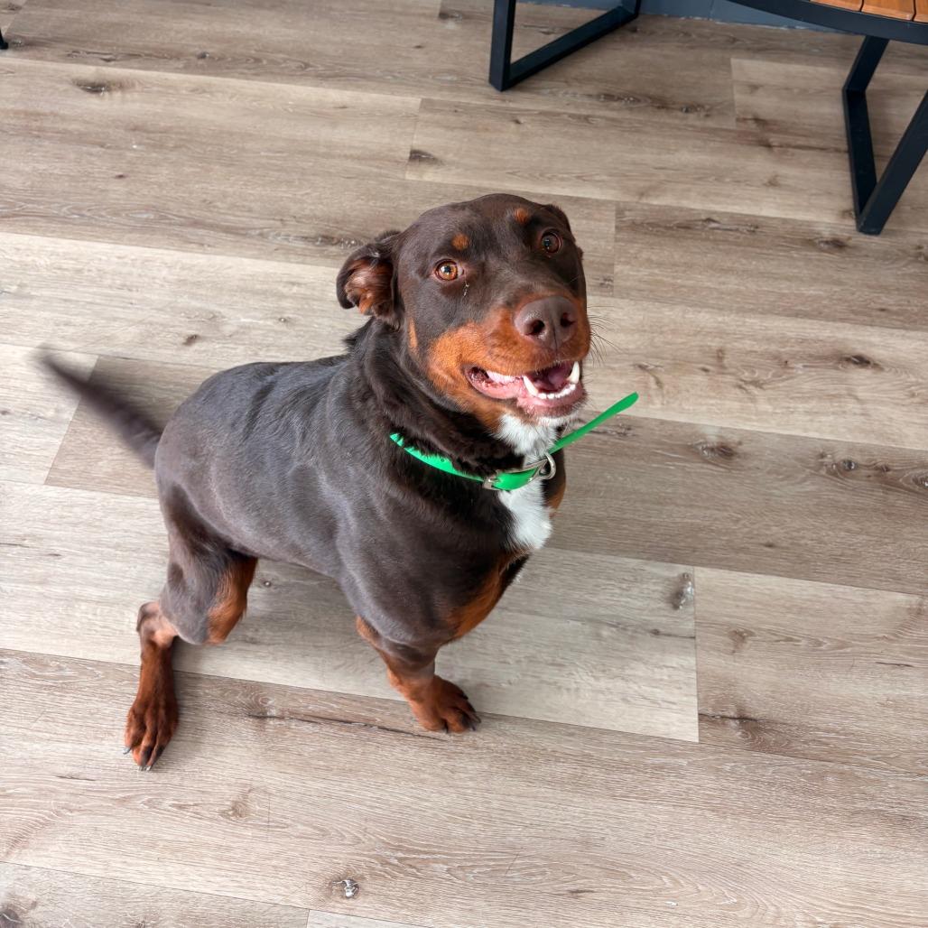 Enlarge Coco, a Adoptable mixed breed in Idaho Falls, ID image 2/6