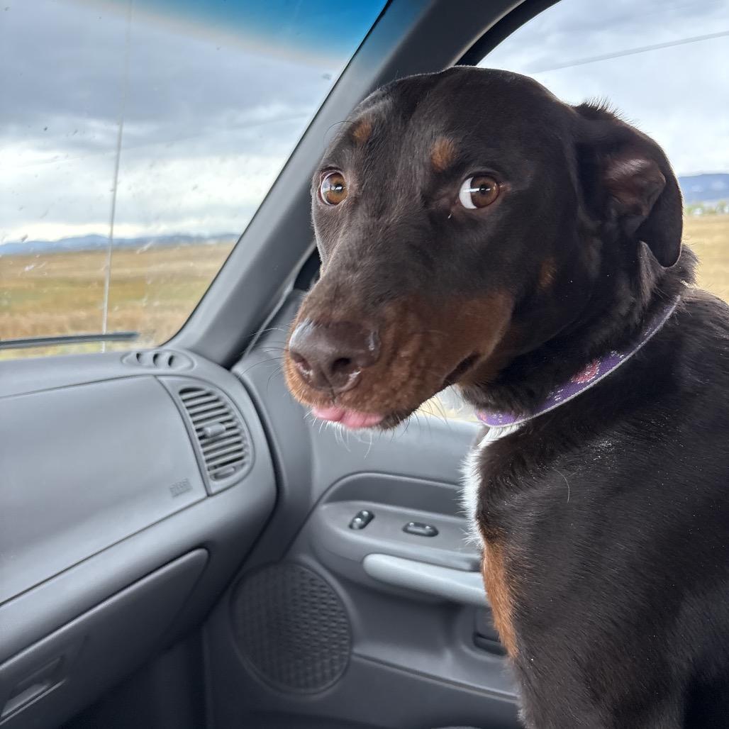 Enlarge Coco, a Adoptable mixed breed in Idaho Falls, ID image 3/6