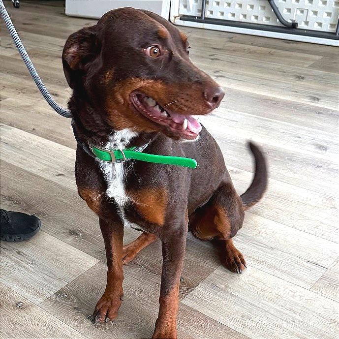 Enlarge Coco, a Adoptable mixed breed in Idaho Falls, ID image 4/6