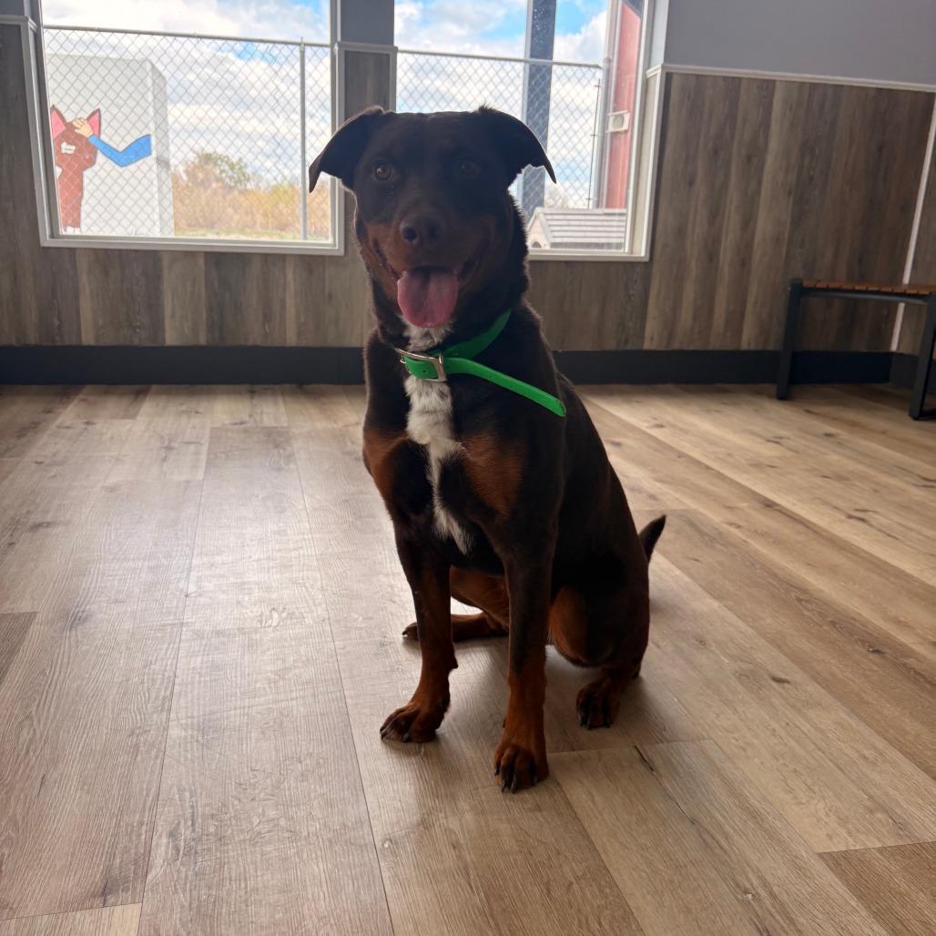 Enlarge Coco, a Adoptable mixed breed in Idaho Falls, ID image 5/6