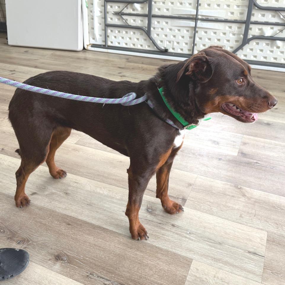Enlarge Coco, a Adoptable mixed breed in Idaho Falls, ID image 6/6