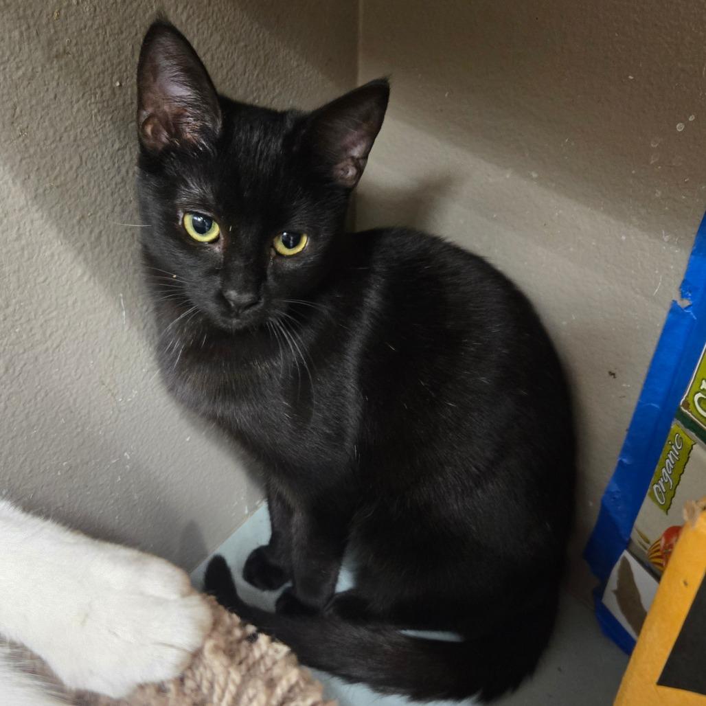Apple TV, a Adoptable Domestic Short Hair in Westminster, CA image 1/3