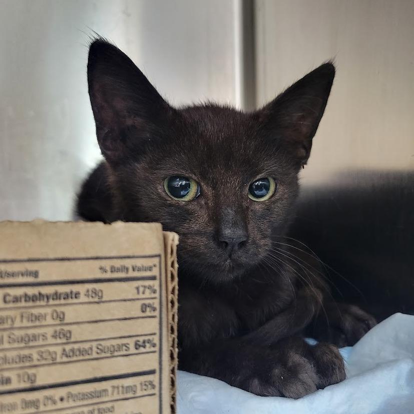 Apple TV, a Adoptable Domestic Short Hair in Westminster, CA image 2/3