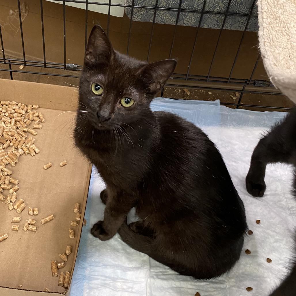 Apple TV, a Adoptable Domestic Short Hair in Westminster, CA image 3/3