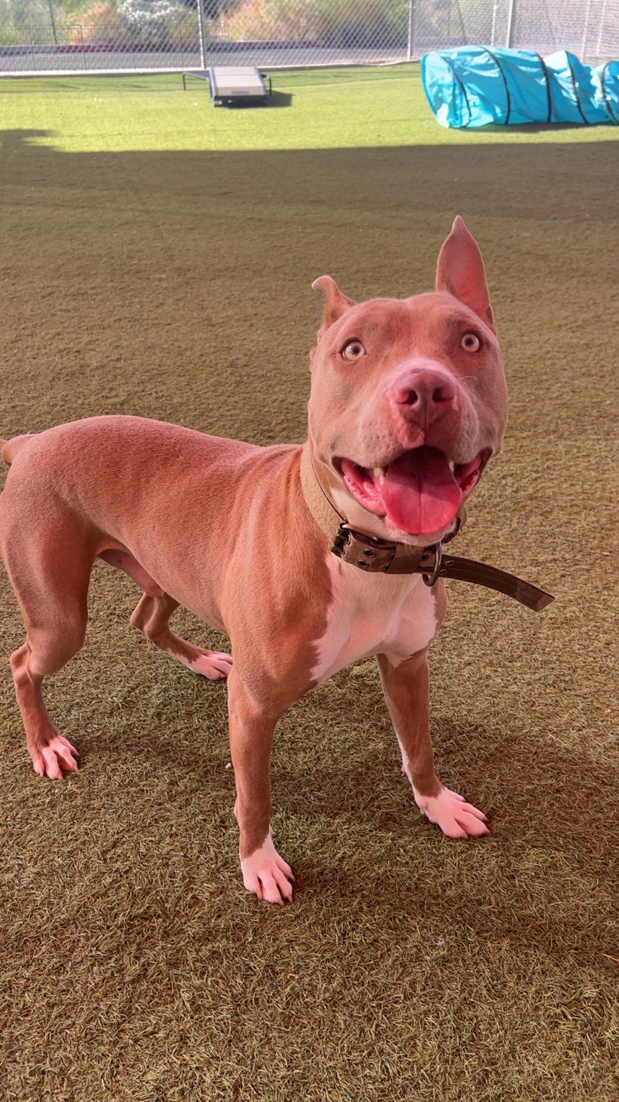 Enlarge Treasure, a ADOPTABLE Pit Bull Terrier in Glendale, AZ image 4/5