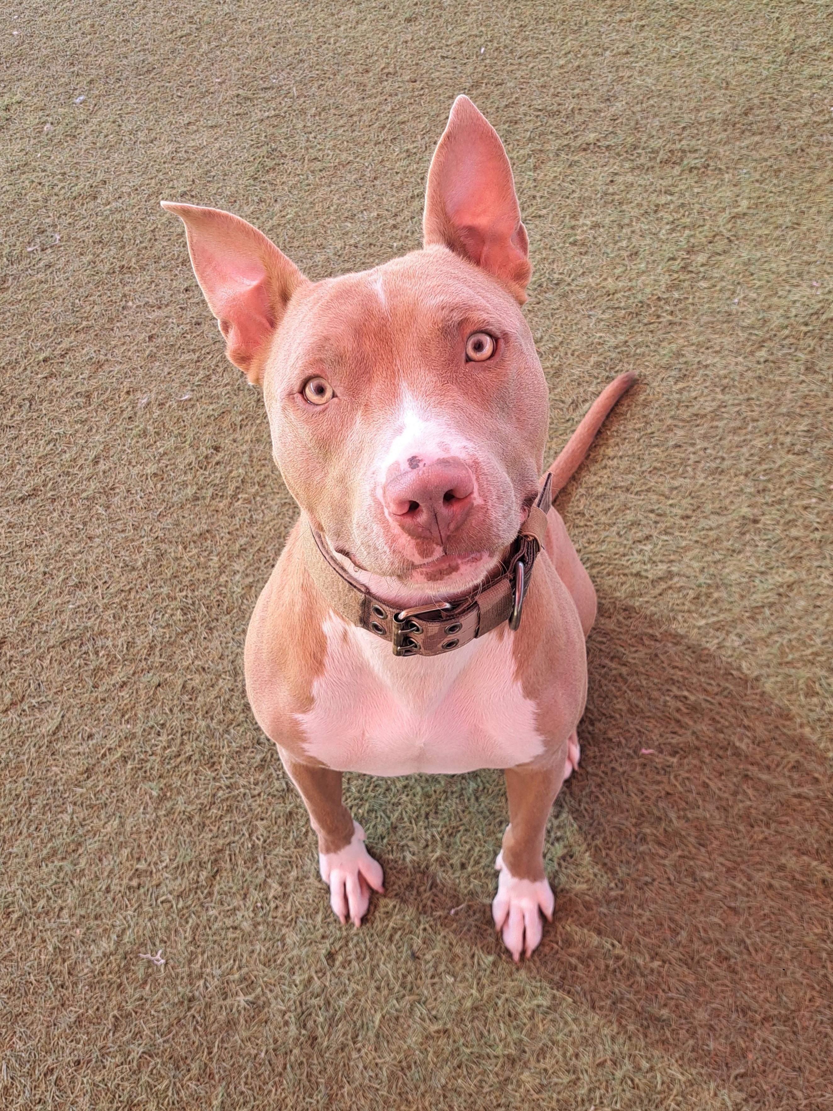 Enlarge Treasure, a ADOPTABLE Pit Bull Terrier in Glendale, AZ image 1/5