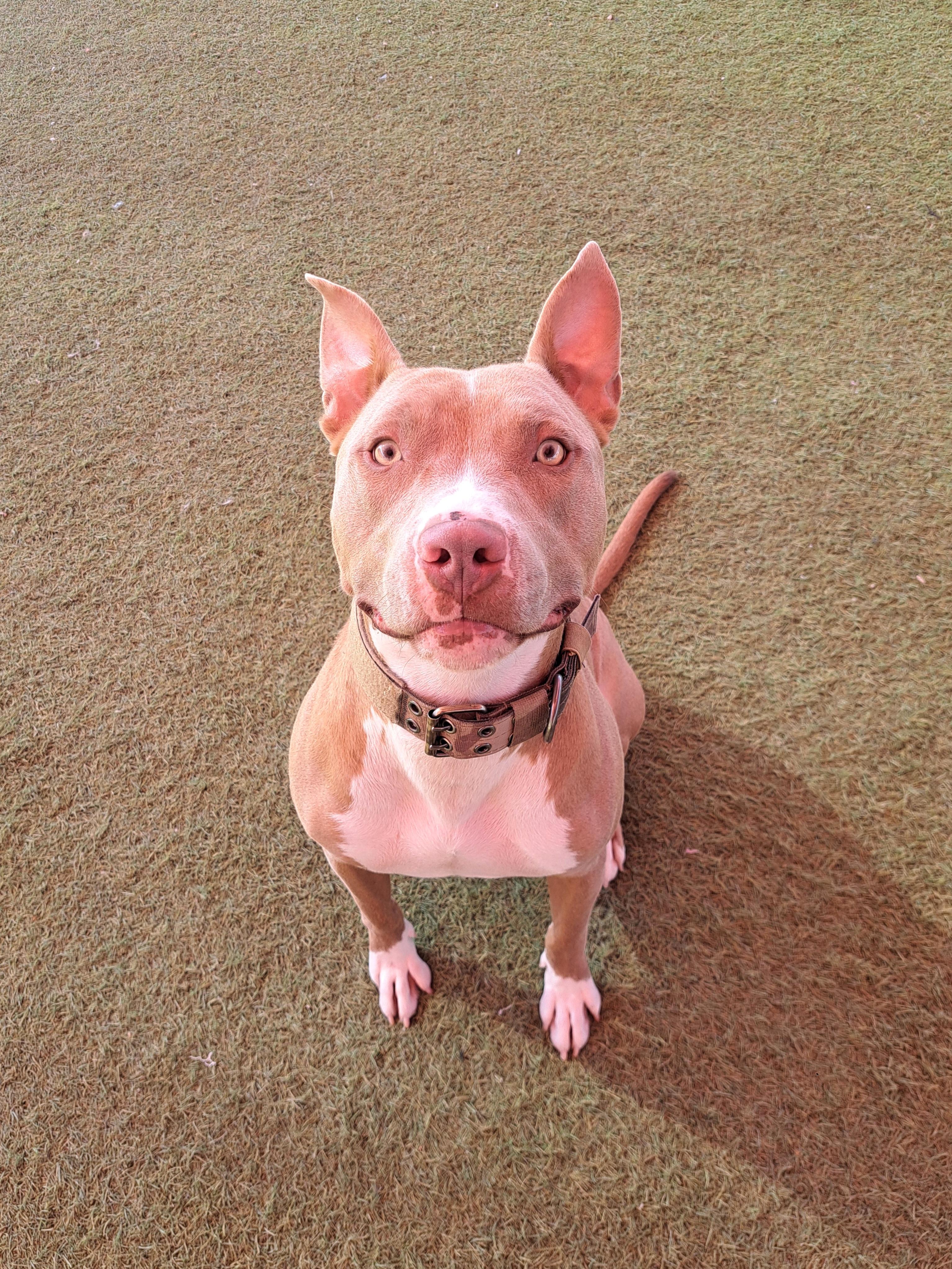 Enlarge Treasure, a ADOPTABLE Pit Bull Terrier in Glendale, AZ image 3/5