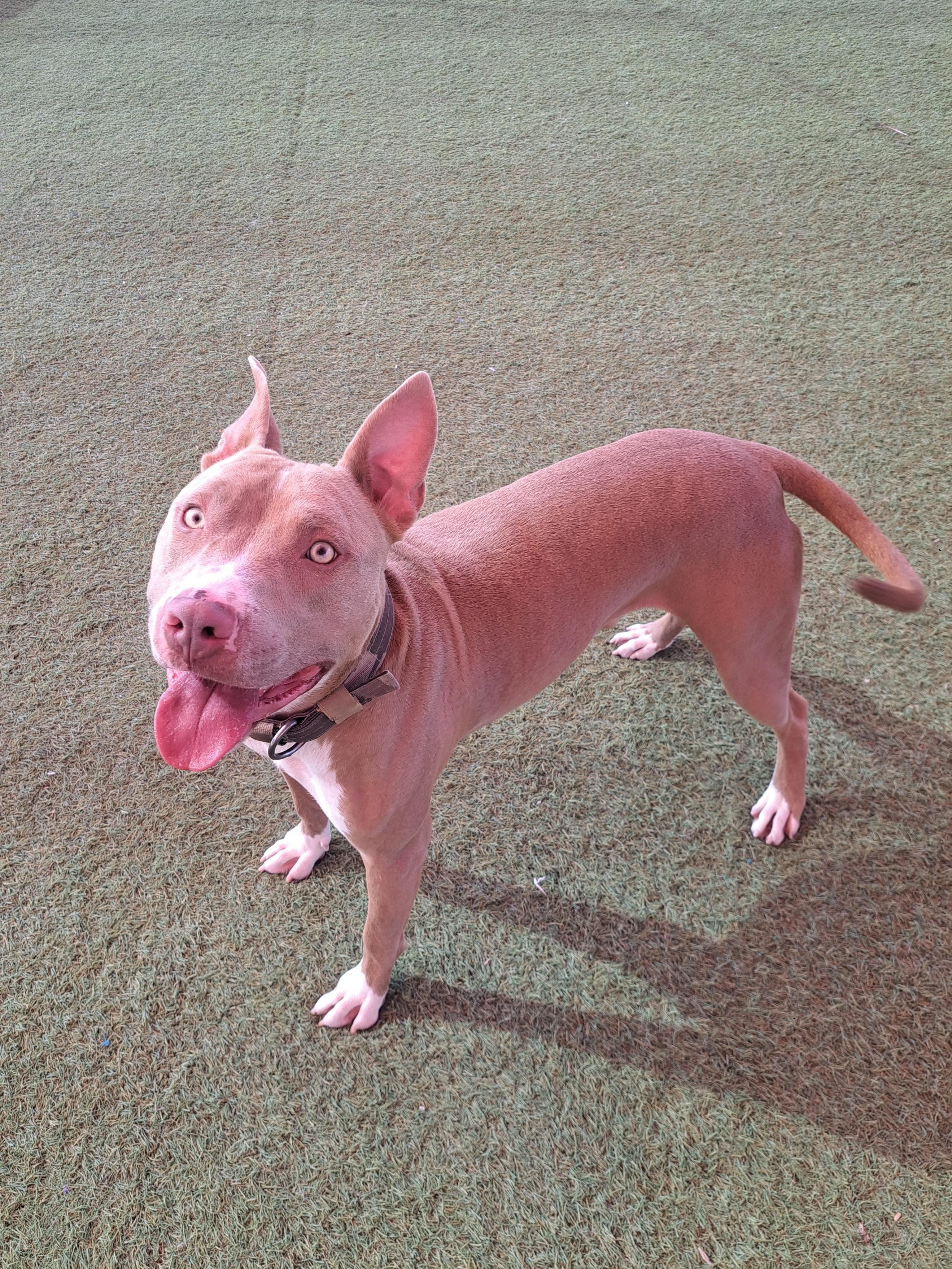 Enlarge Treasure, a ADOPTABLE Pit Bull Terrier in Glendale, AZ image 2/5