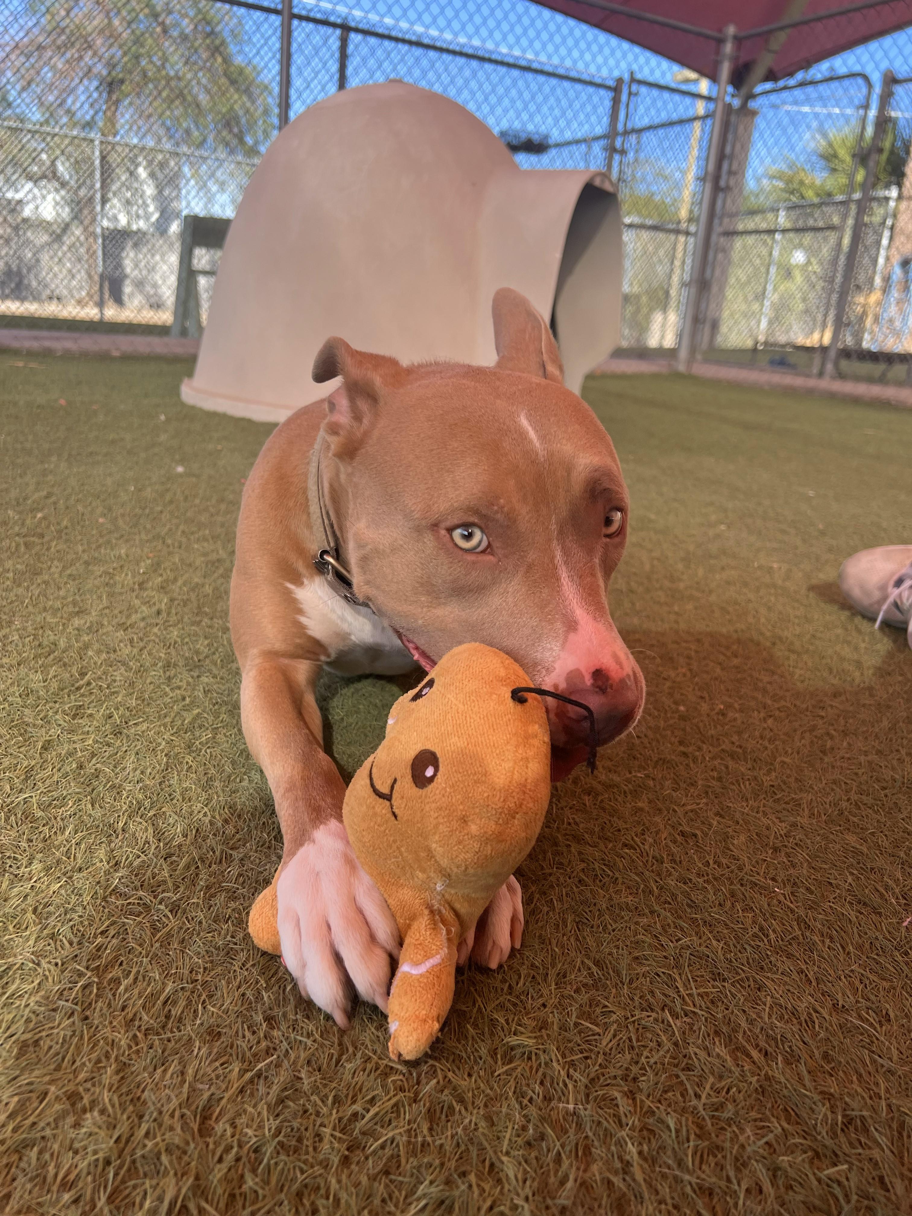 Enlarge Treasure, a ADOPTABLE Pit Bull Terrier in Glendale, AZ image 5/5