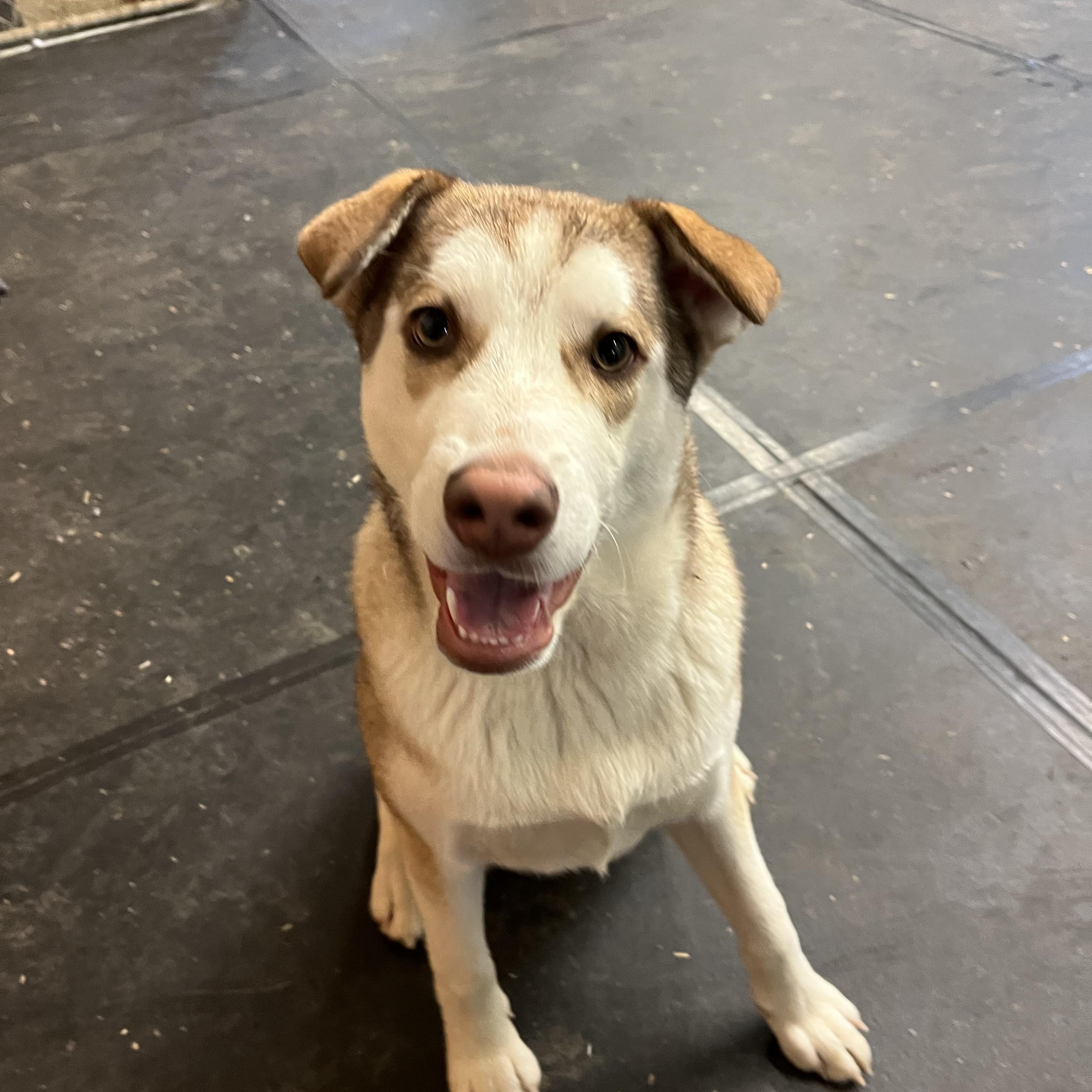 Peanut, a ADOPTABLE mixed breed in Snoqualmie, WA image 2/3