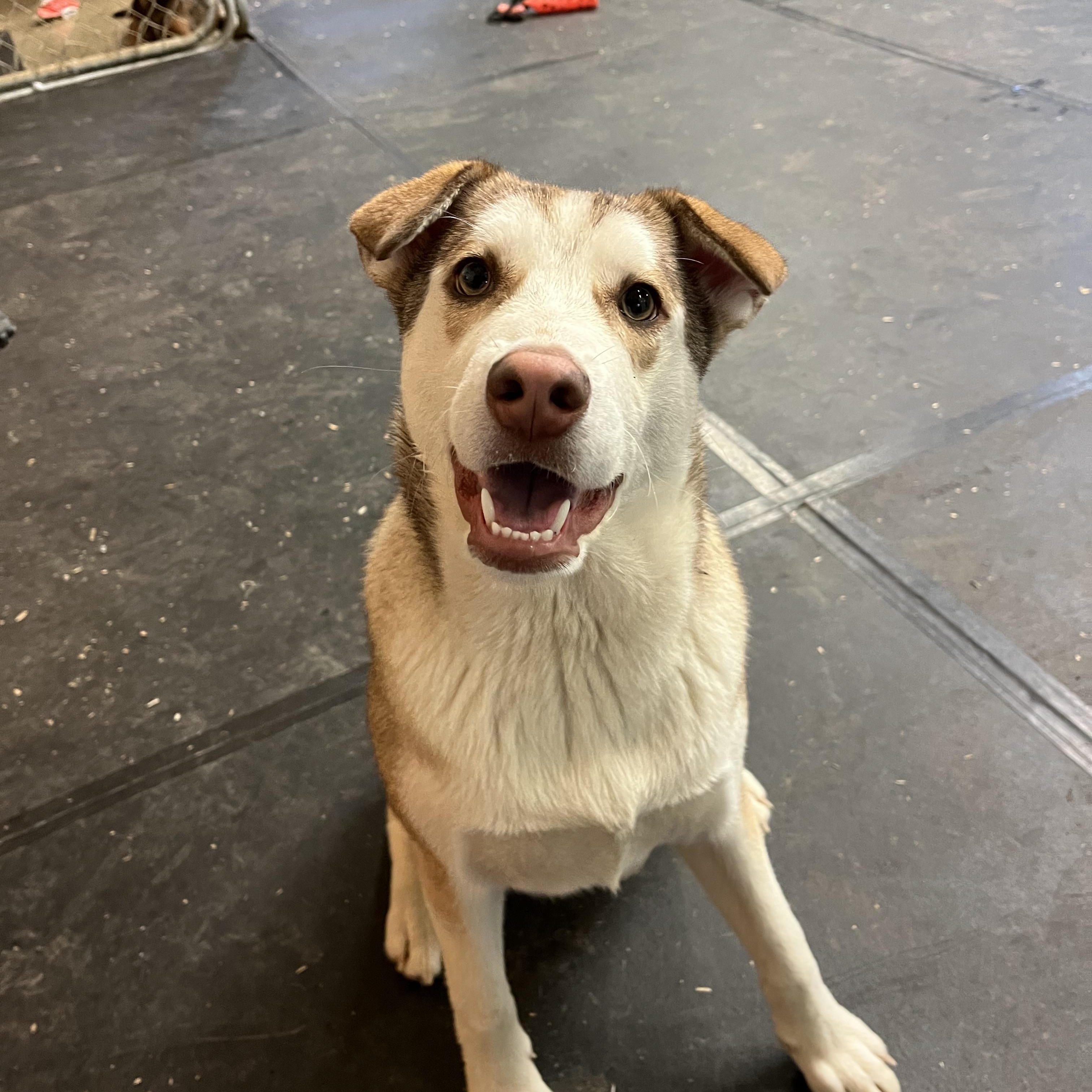 Peanut, ADOPTABLE, Young Male Siberian Husky.