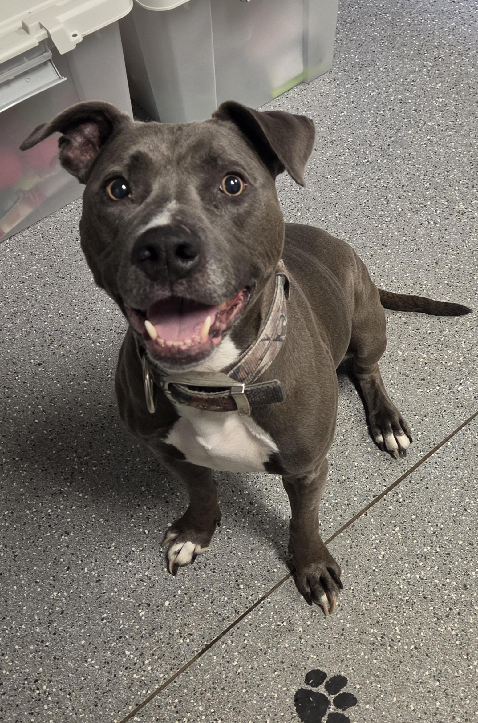 Polly, ADOPTABLE, Adult Female Pit Bull Terrier.