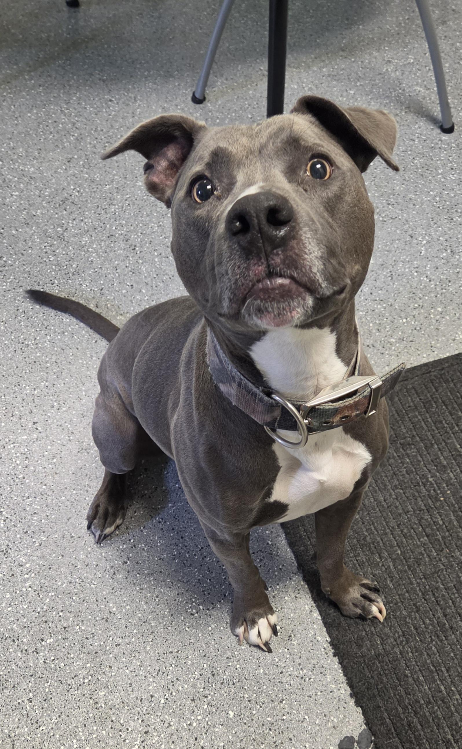 Enlarge Polly, a ADOPTABLE Pit Bull Terrier in Watertown, NY image 2/2