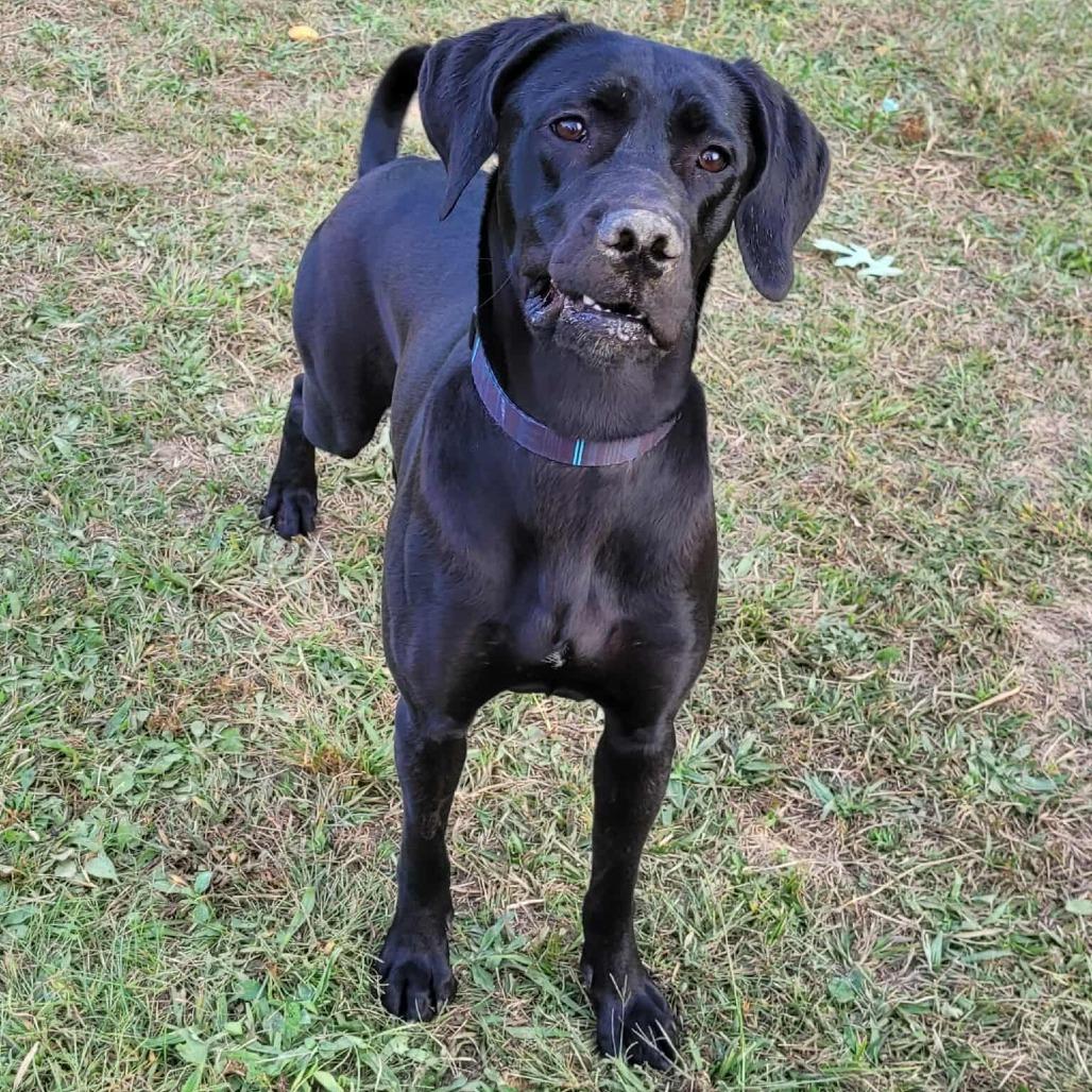 Enlarge Ninja, a Adoptable mixed breed in Clarksville, TN image 2/6