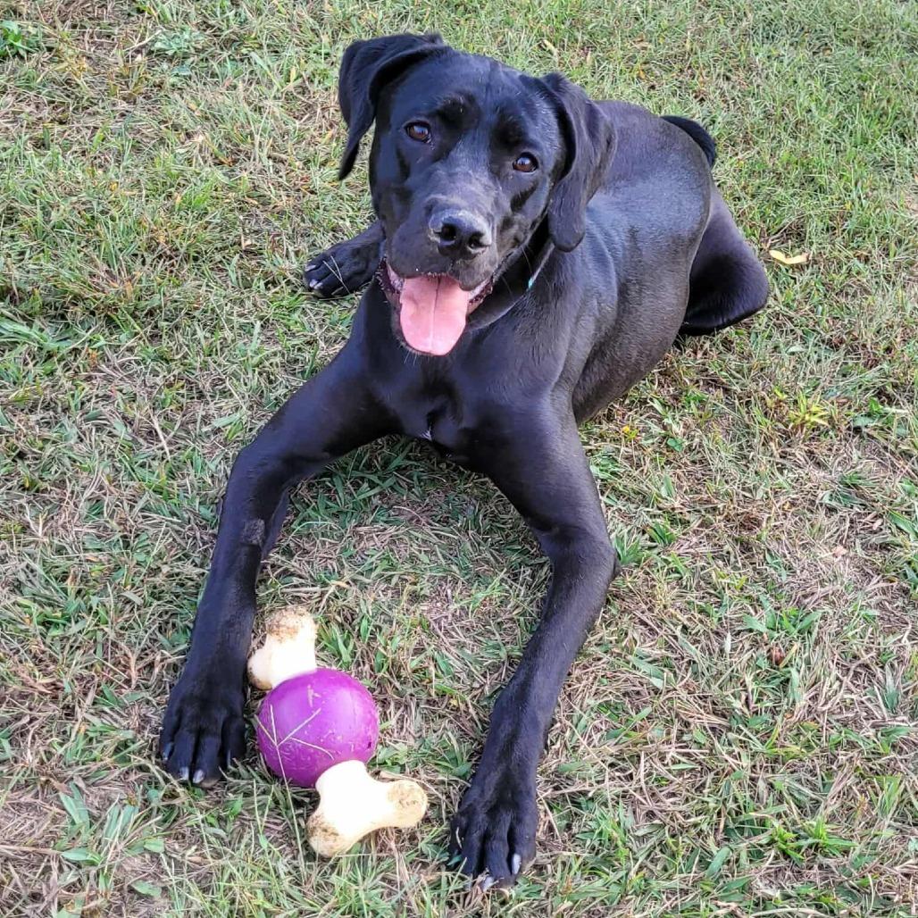 Enlarge Ninja, a Adoptable mixed breed in Clarksville, TN image 3/6