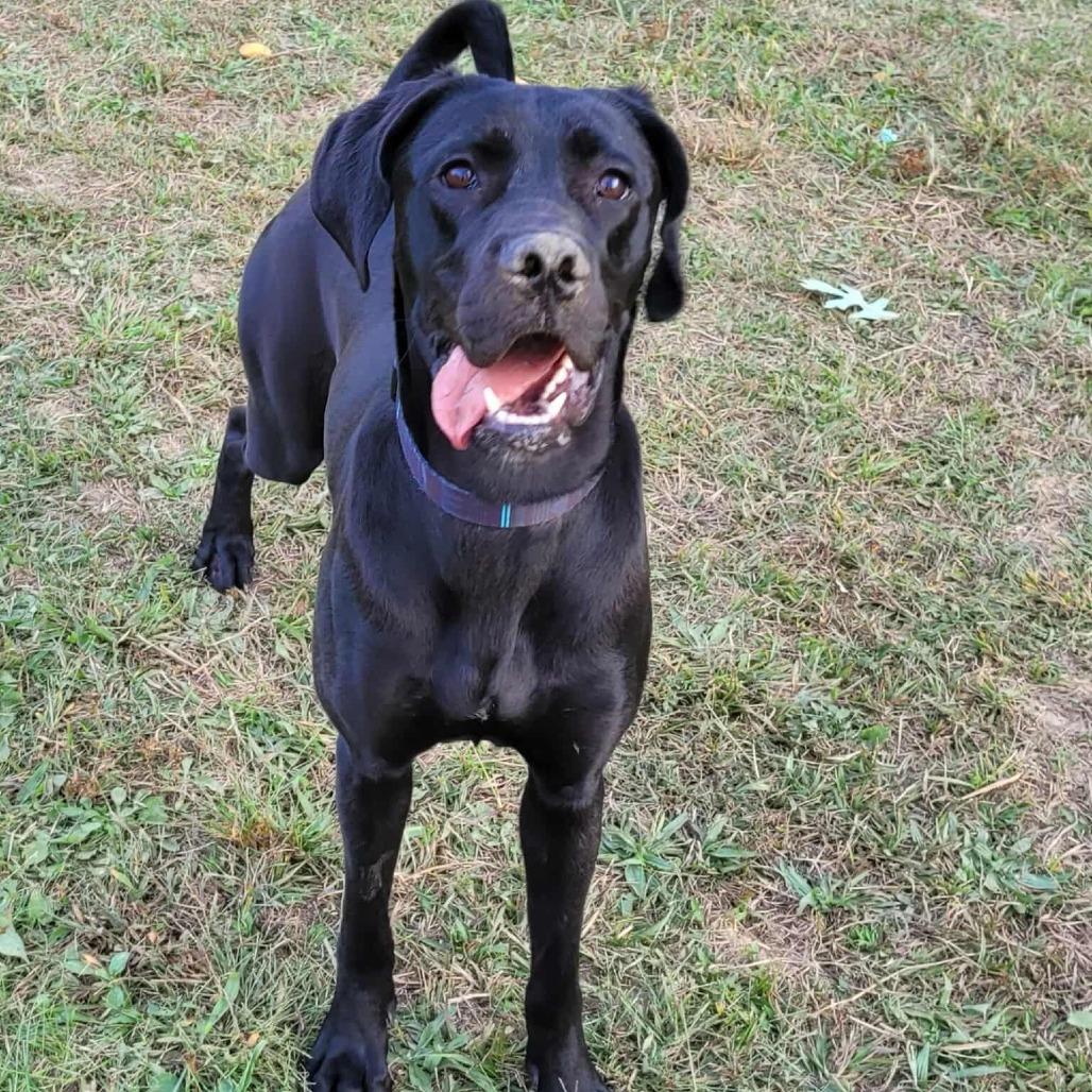 Enlarge Ninja, a Adoptable mixed breed in Clarksville, TN image 4/6