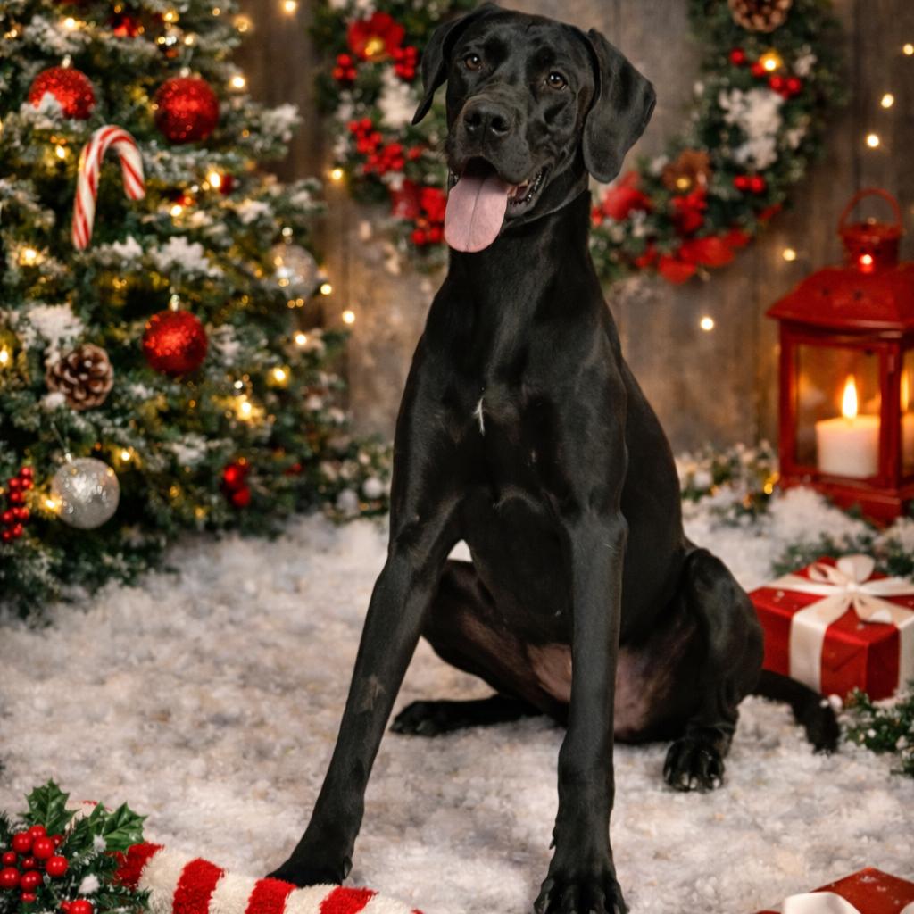 Enlarge Ninja, a Adoptable mixed breed in Clarksville, TN image 5/6